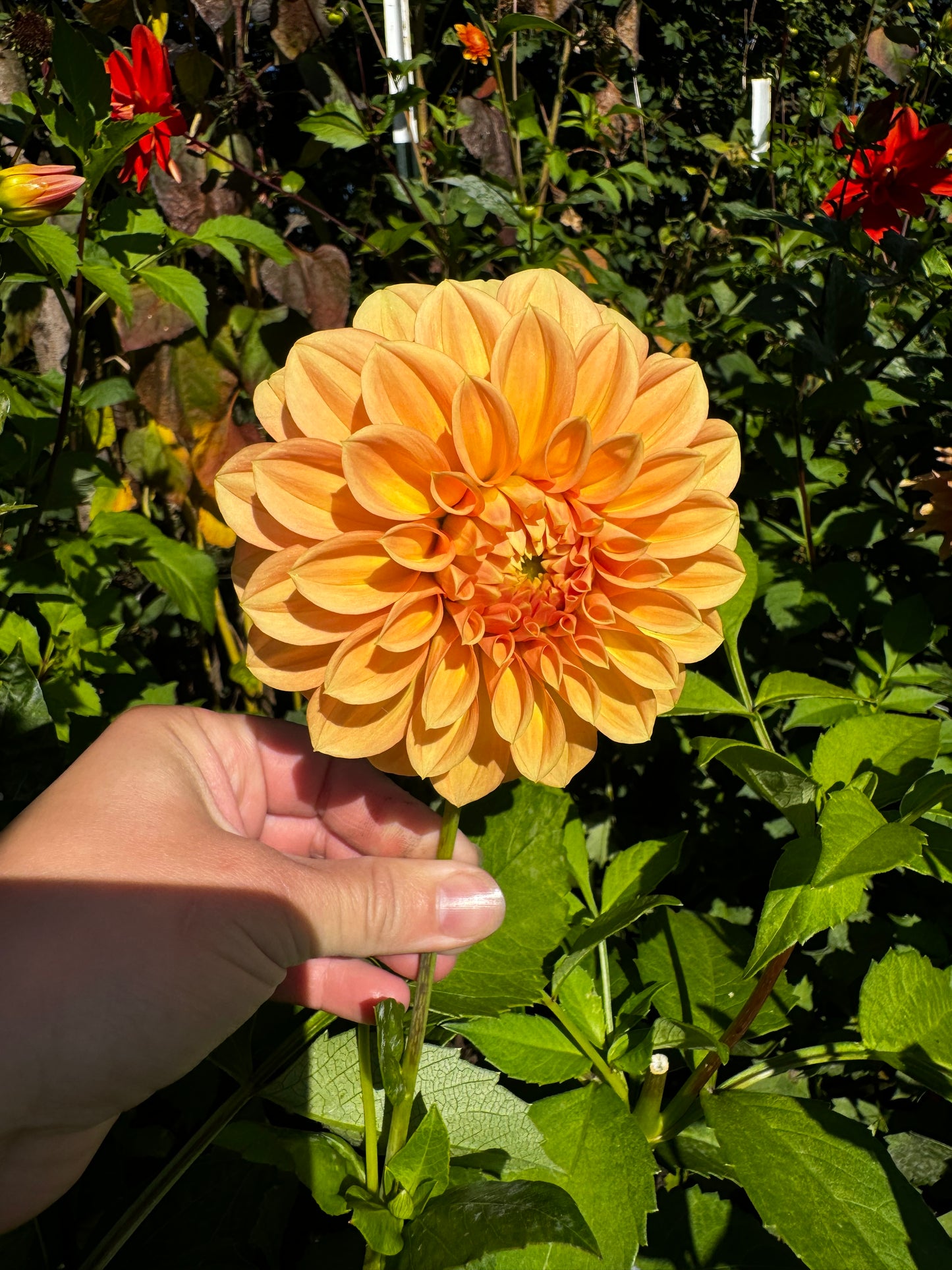 Hamilton Lillian Dahlia Tuber