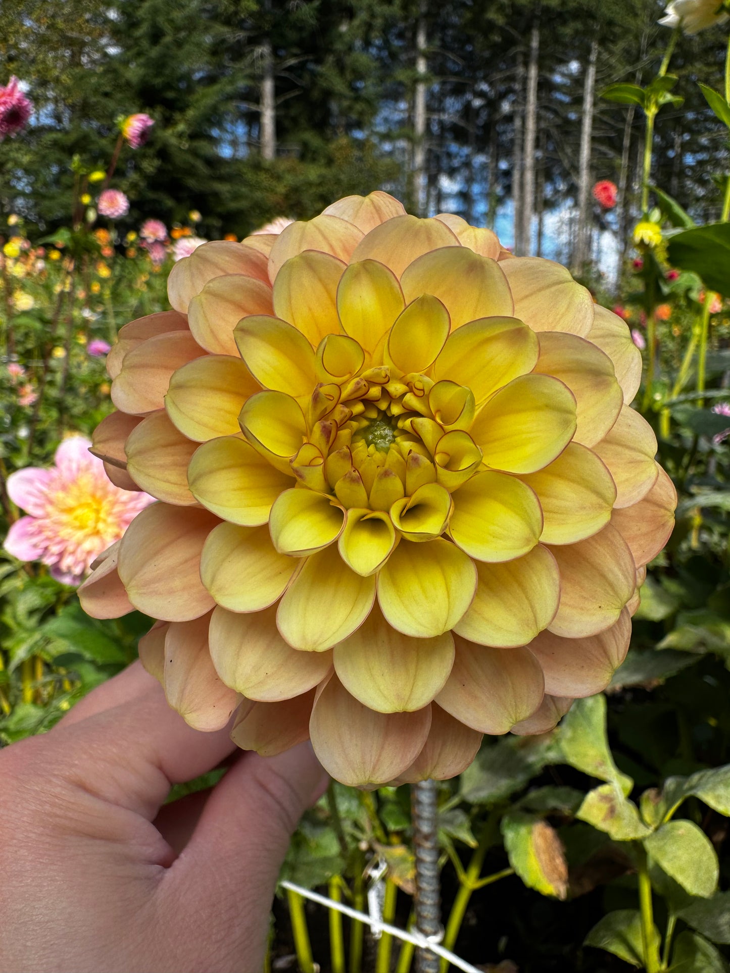 Burfoot Eva Dahlia Tuber Limit 1