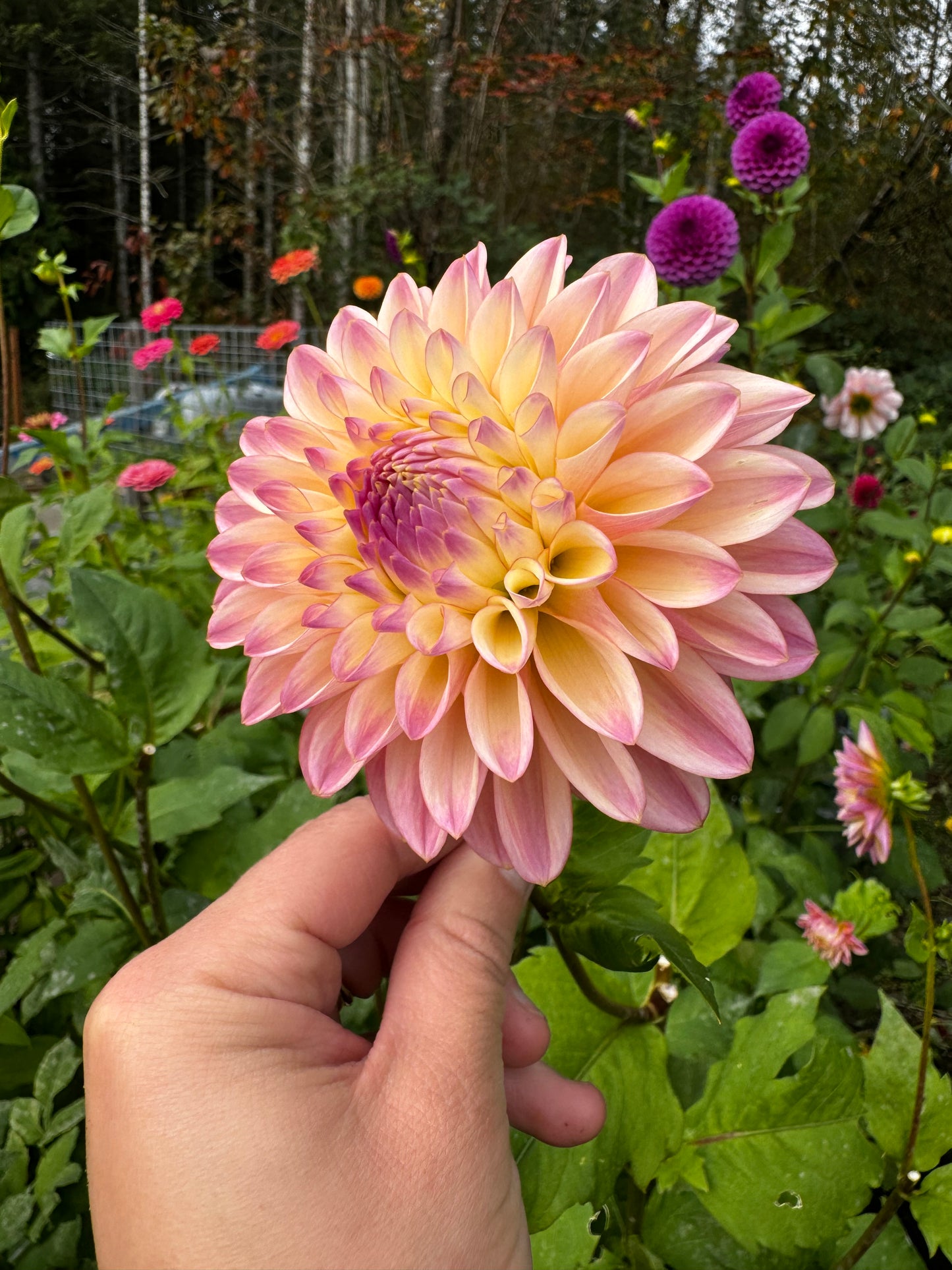 Coralie Dahlia Tuber