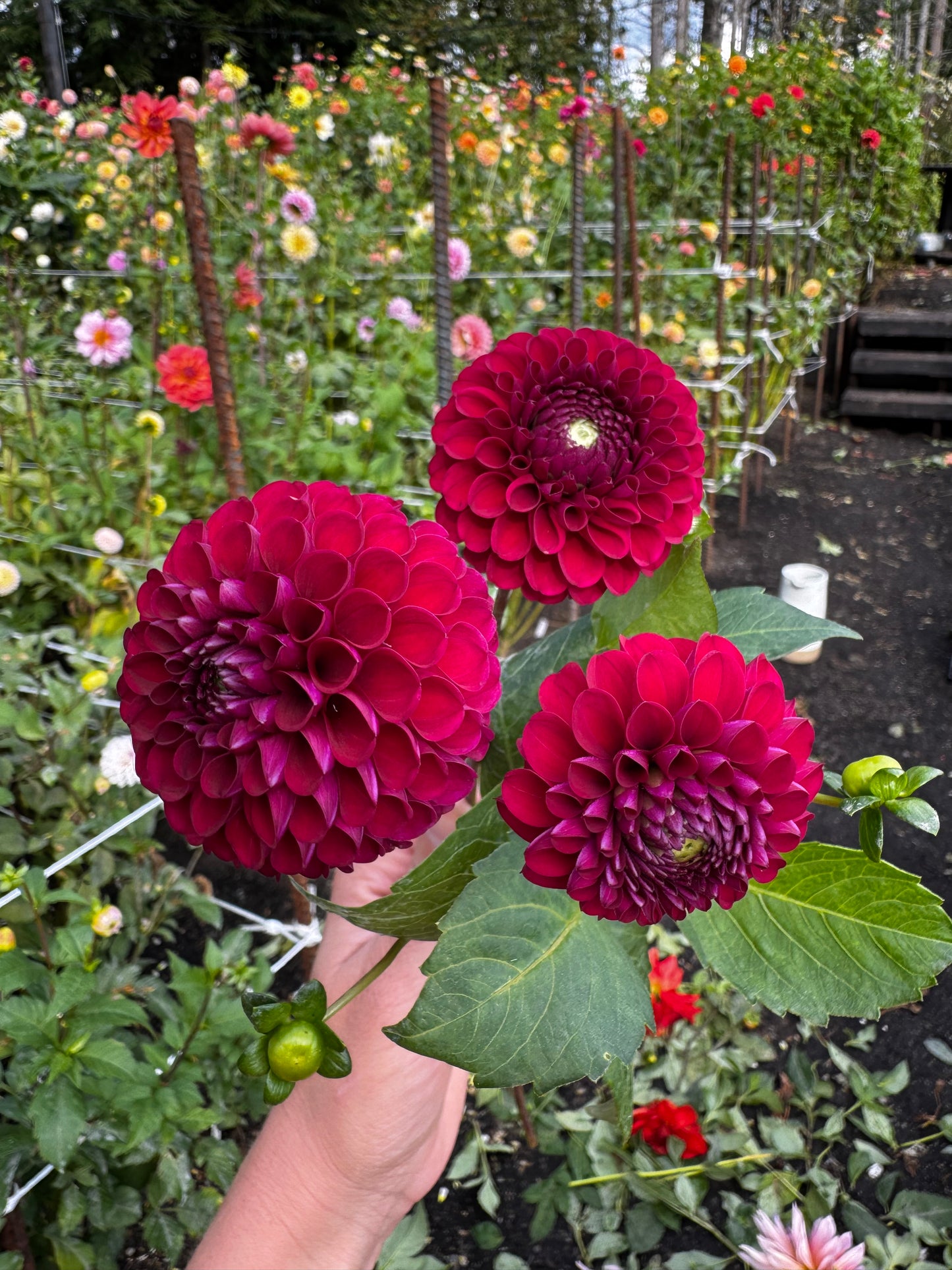 Barberry Gem Dahlia Tuber