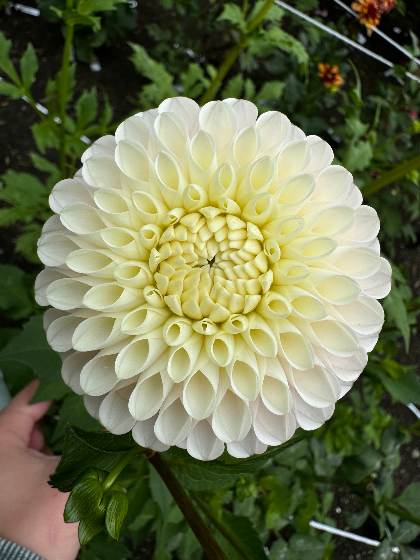 Ferncliff Pearl Dahlia Tuber