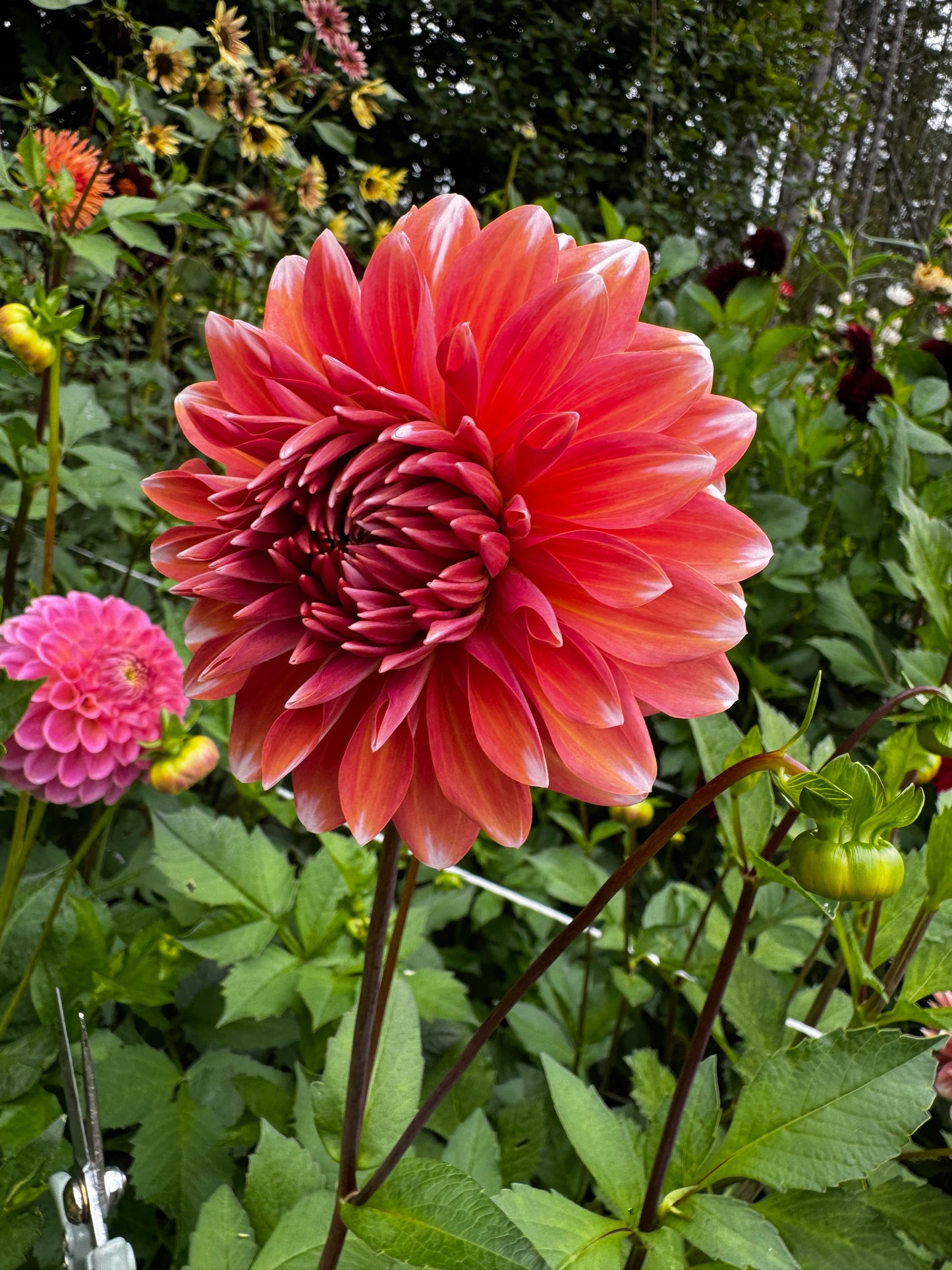 Coral Mystery Dahlia Tuber