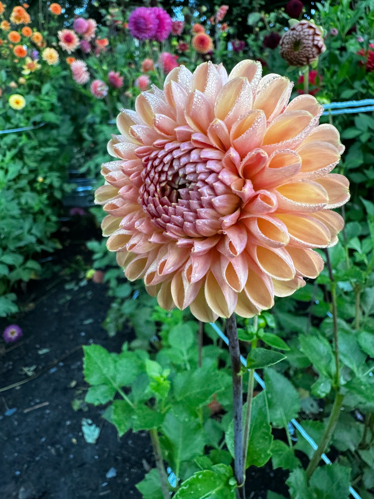 Valley Tawny Dahlia Tuber
