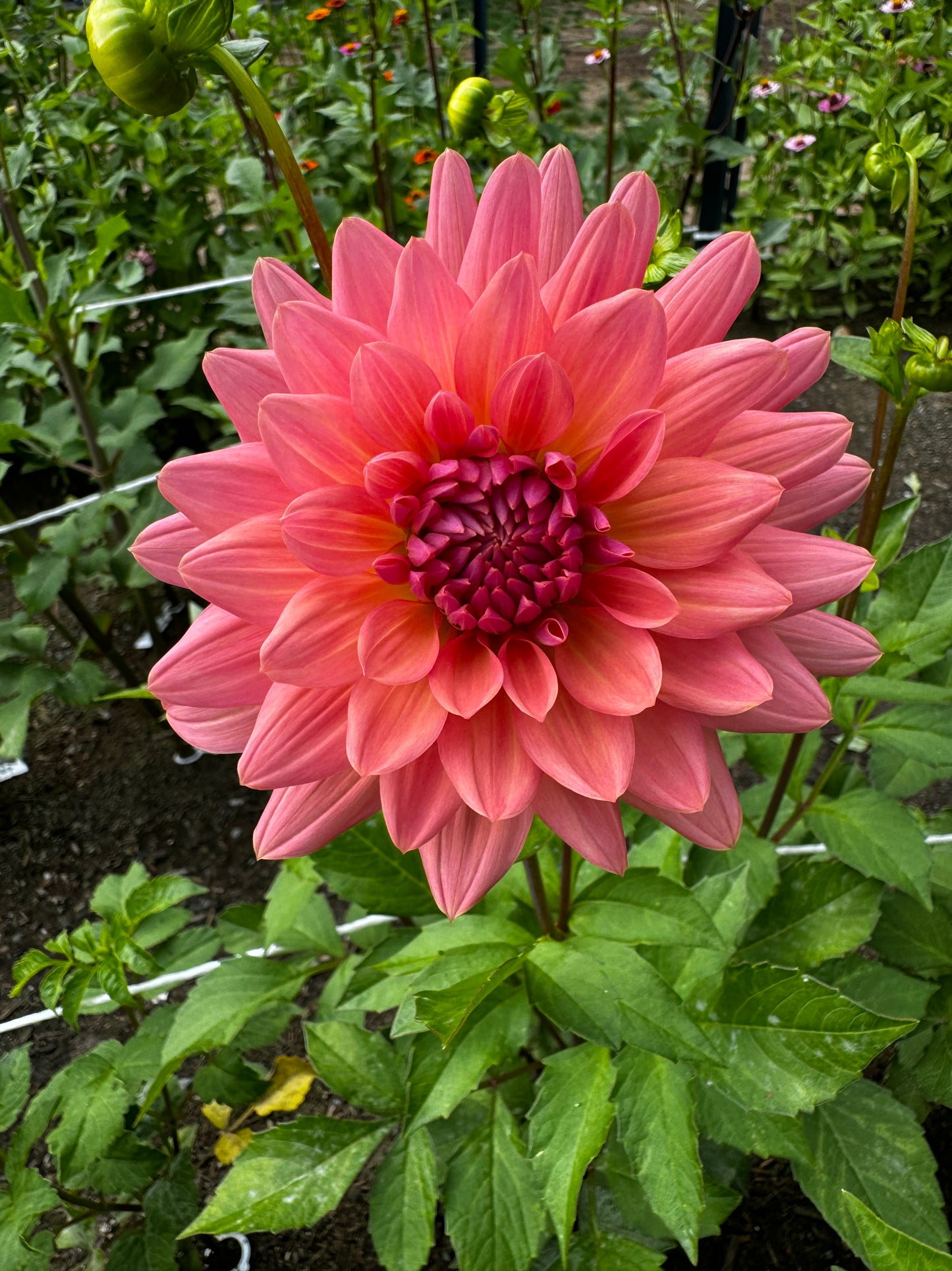 Touche Dahlia Tuber