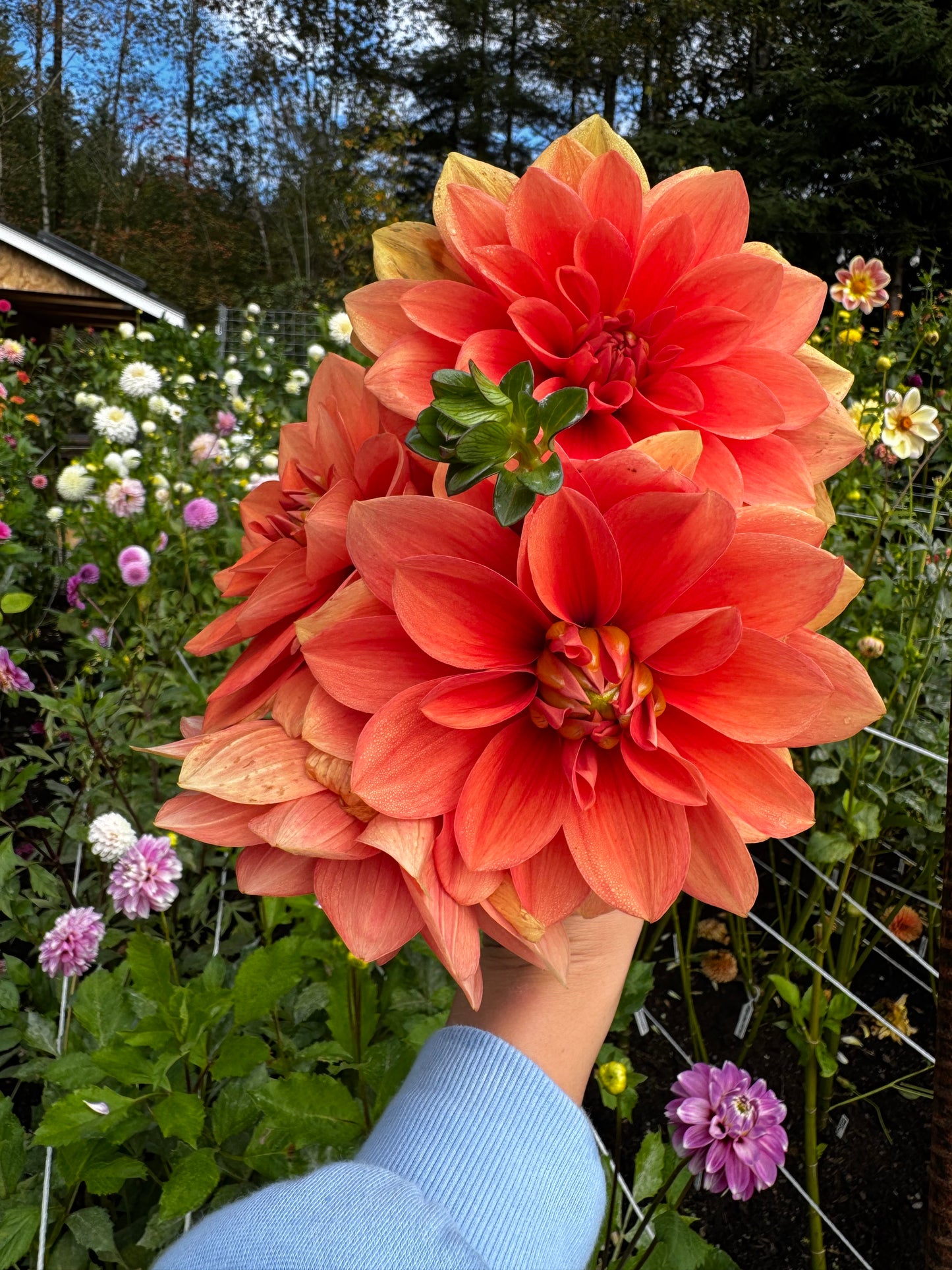 Hot Rod Dahlia Tuber