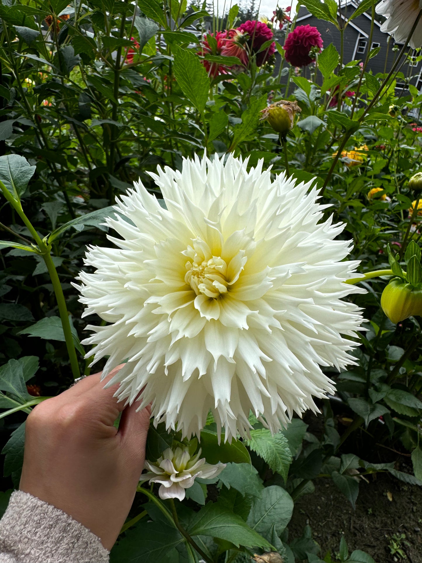 Colwood Hope Dahlia Tuber