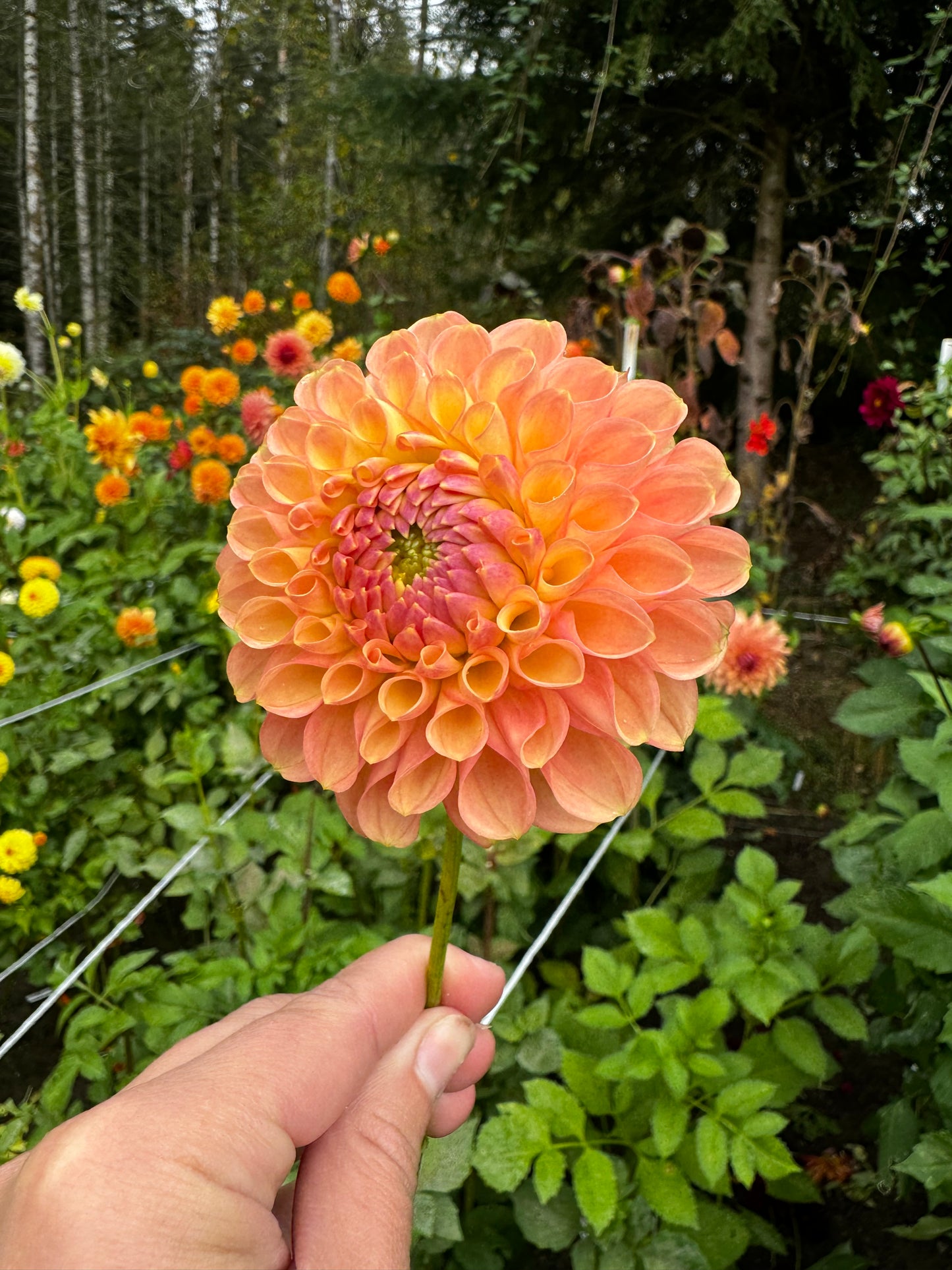 Jowey Paula Dahlia Tuber