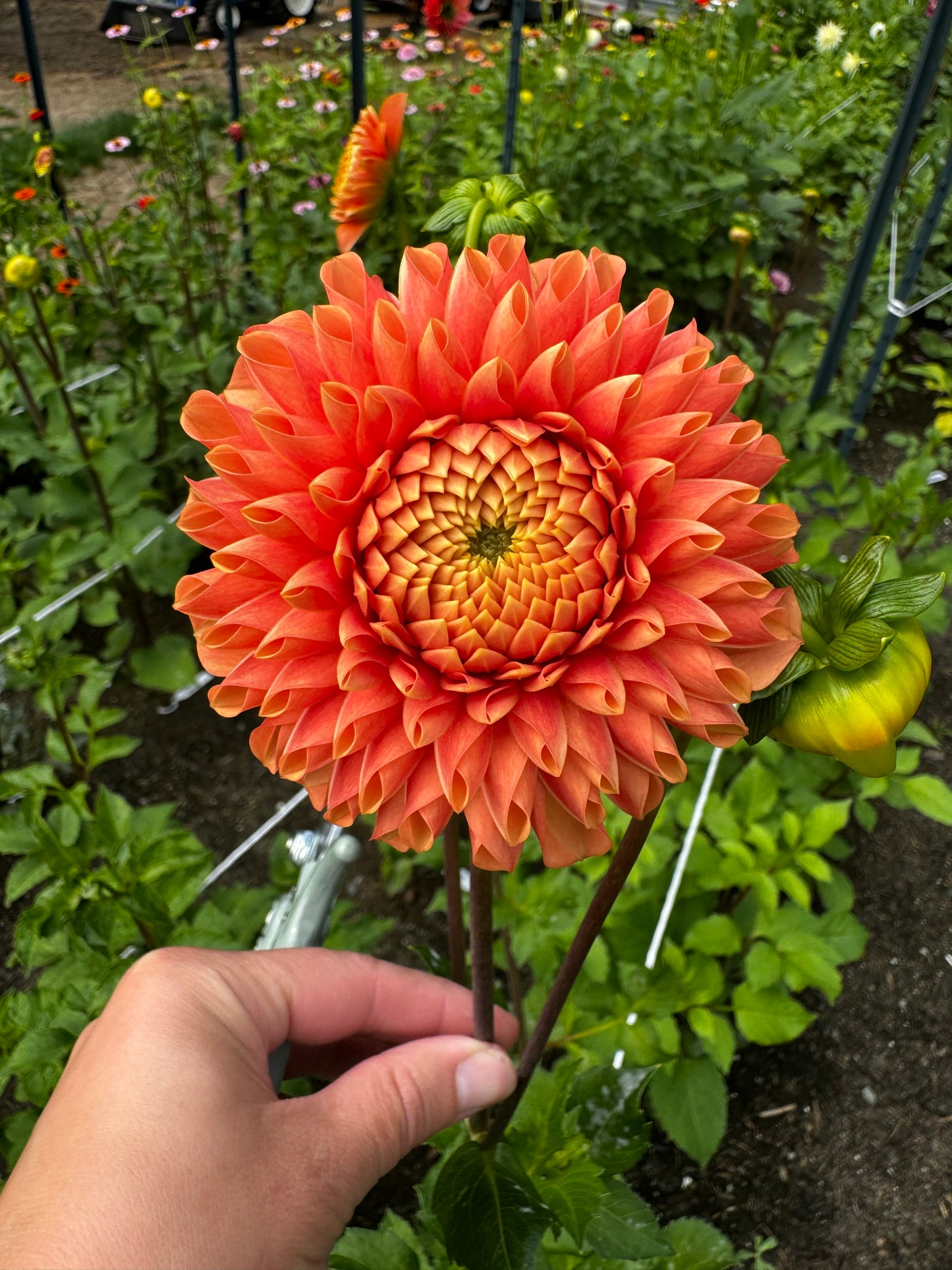 Jowey Linda Dahlia Tuber