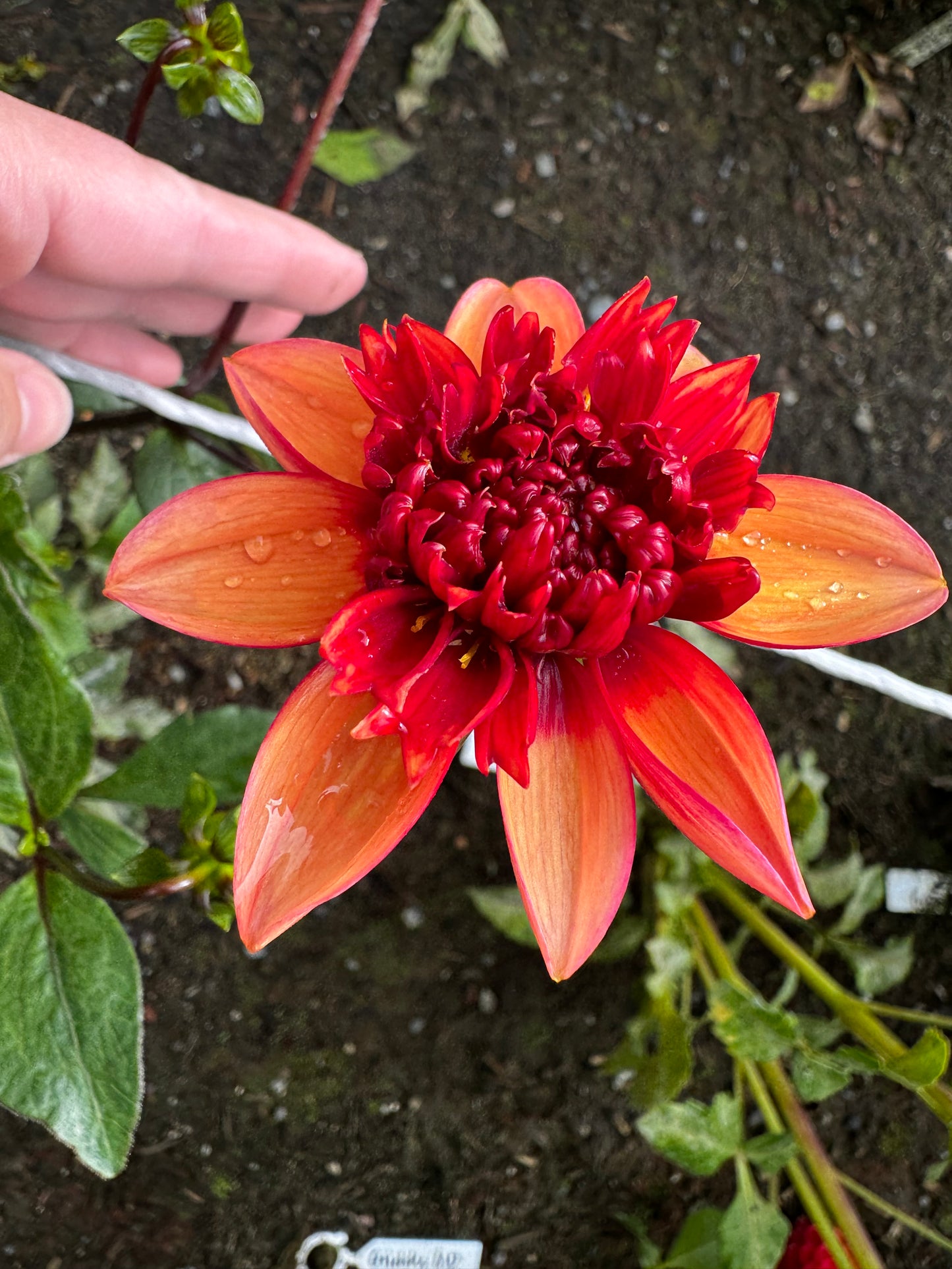 Gitty Up Dahlia Tuber
