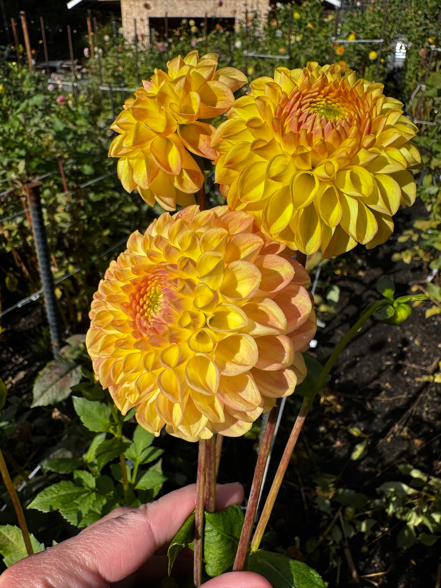 LATE Dahlia Tuber