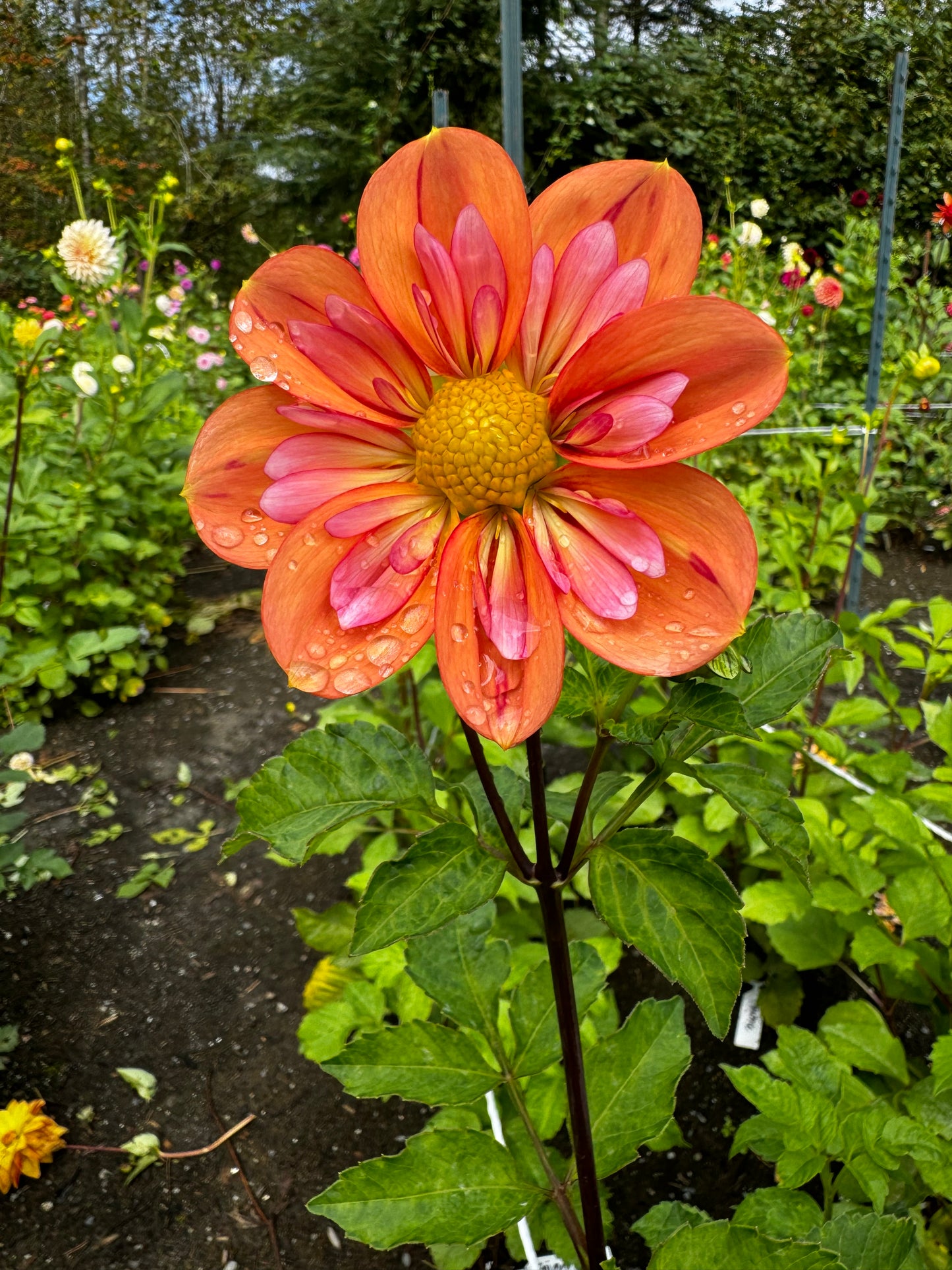 Giggles Dahlia Tuber