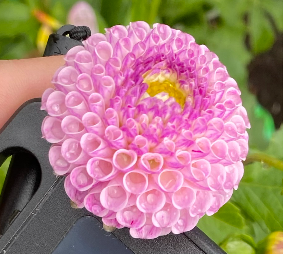 Frank Holmes Dahlia Tuber