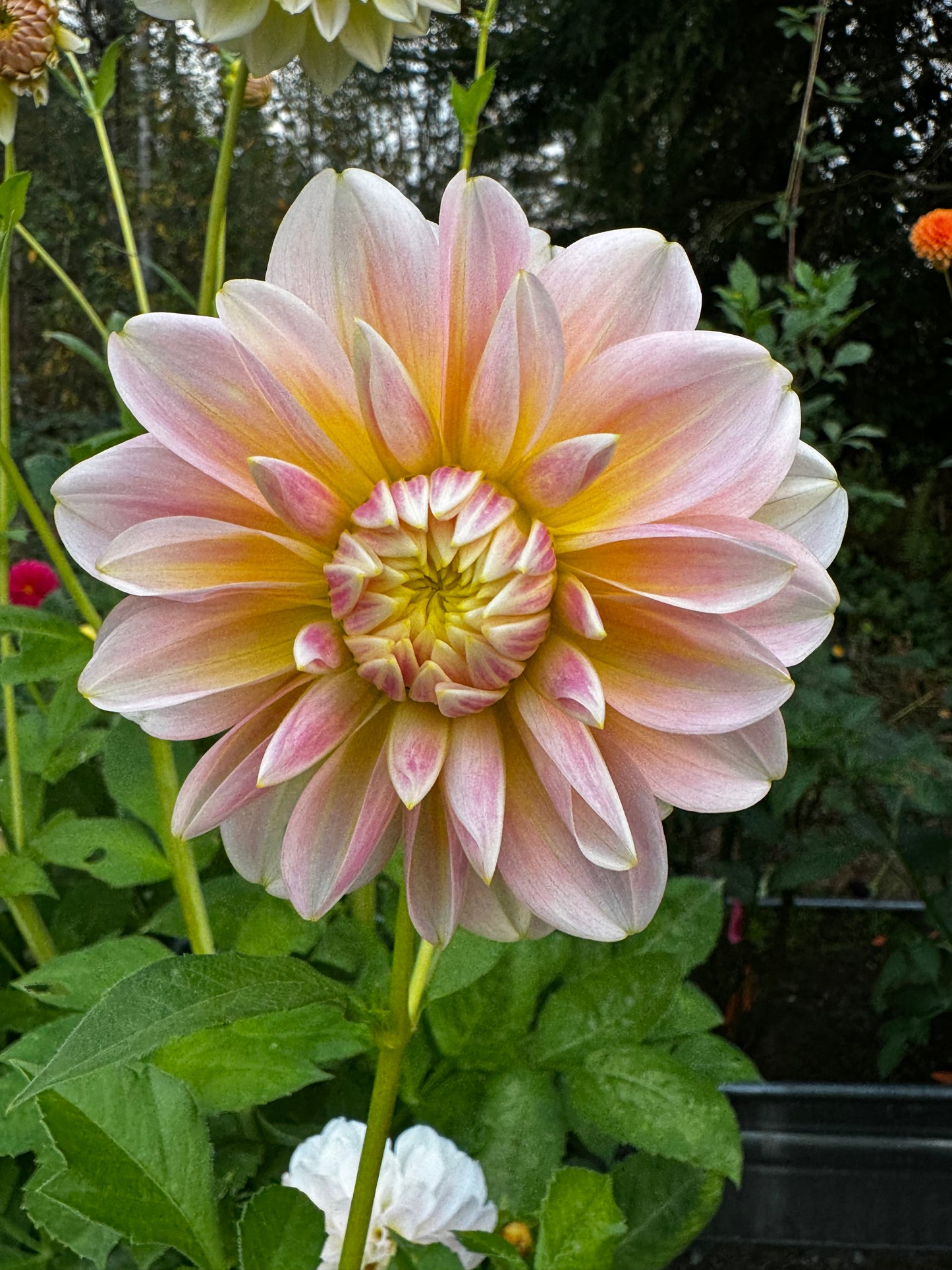 Sheer Heaven Dahlia Tuber