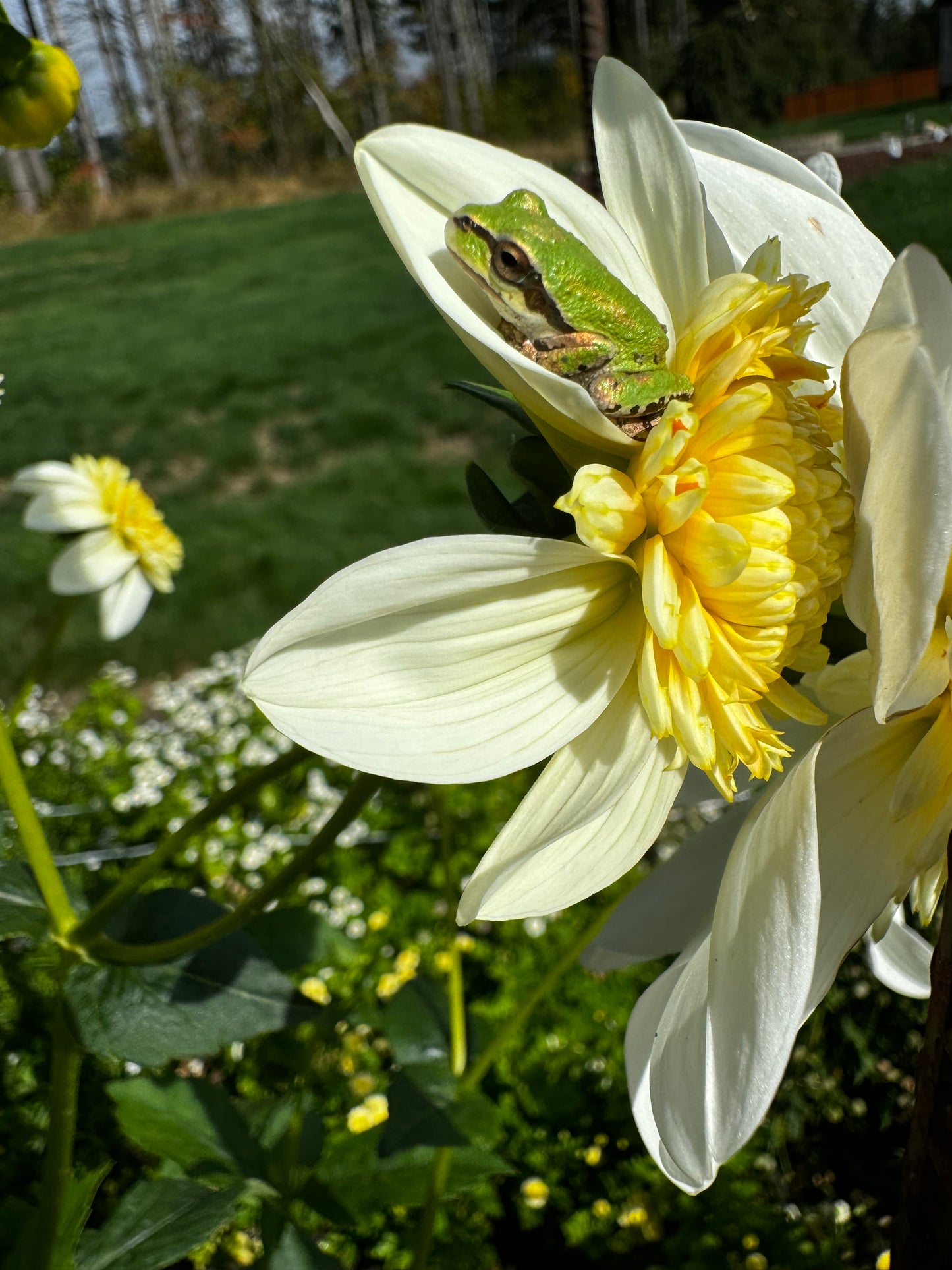 Platinum Blonde Dahlia Tuber