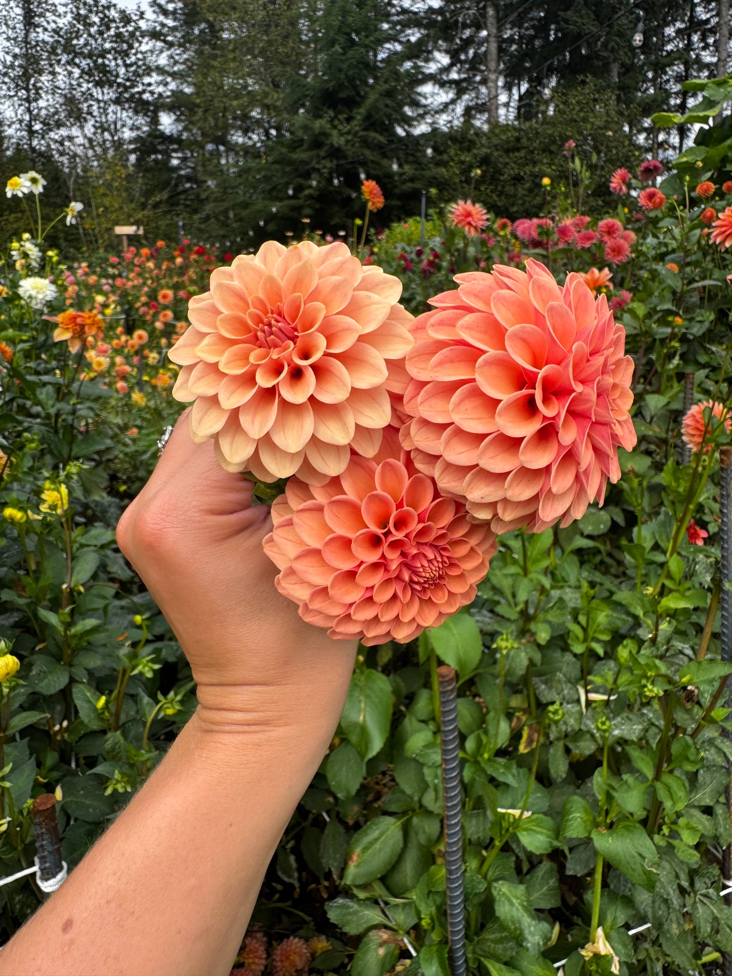 Rose Toscano Dahlia Tuber