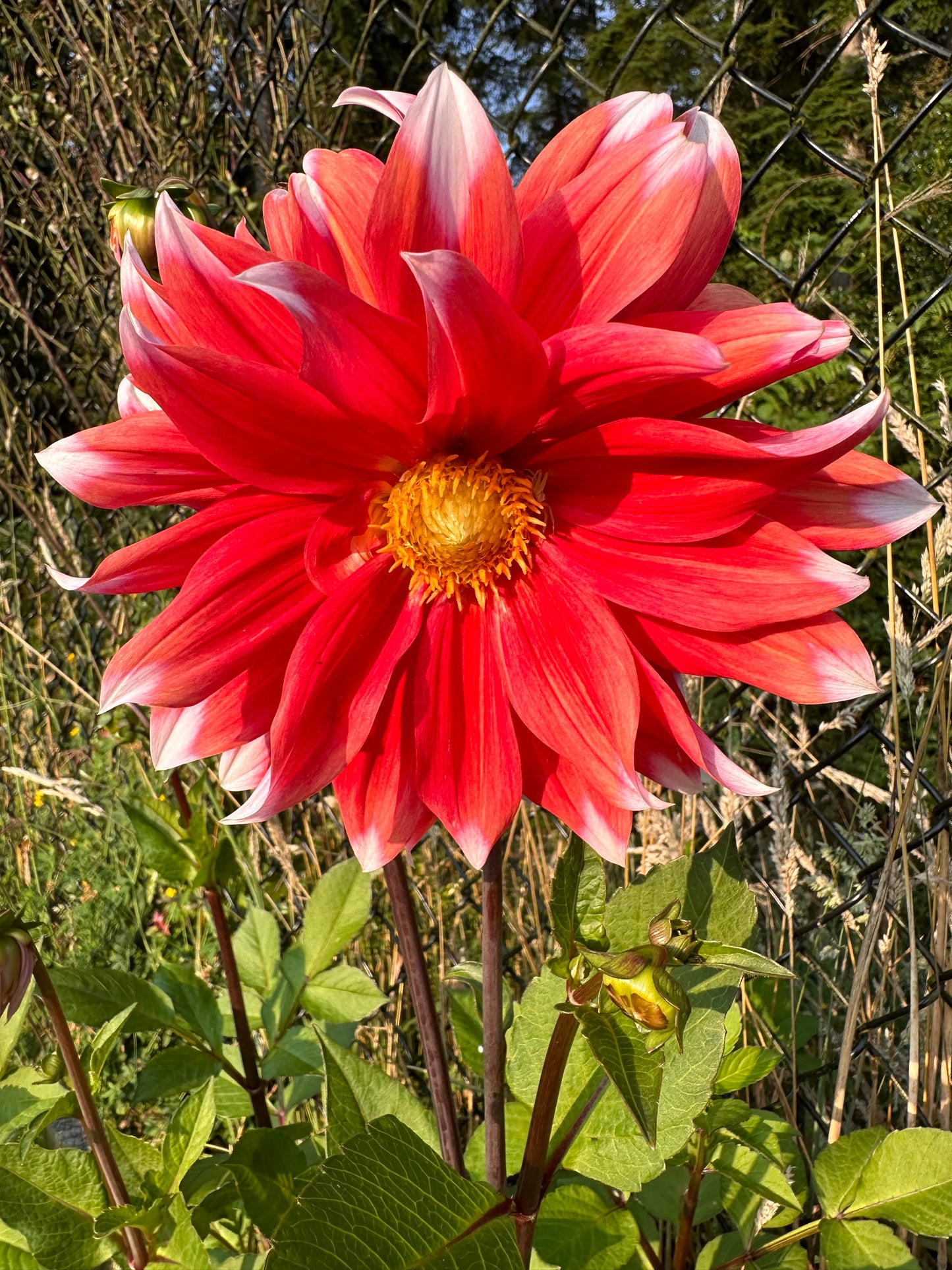 Color Spectacle Dahlia Tuber