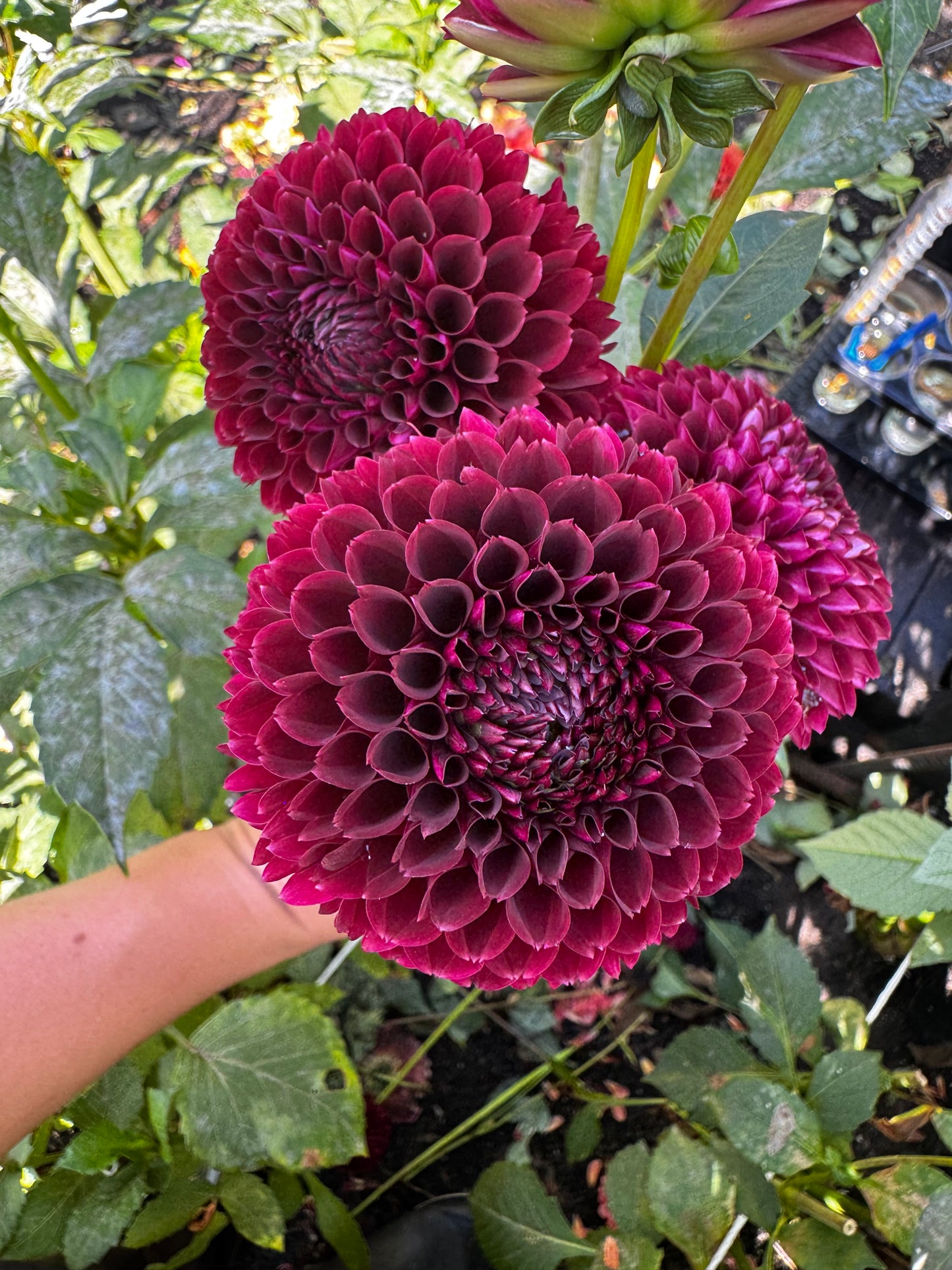Jowey Mirella Dahlia Tuber