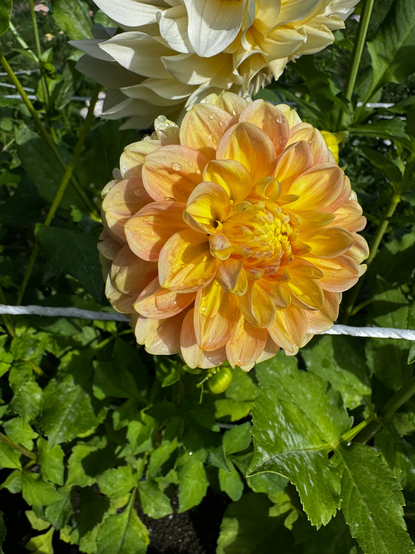 French Doll Dahlia Tuber