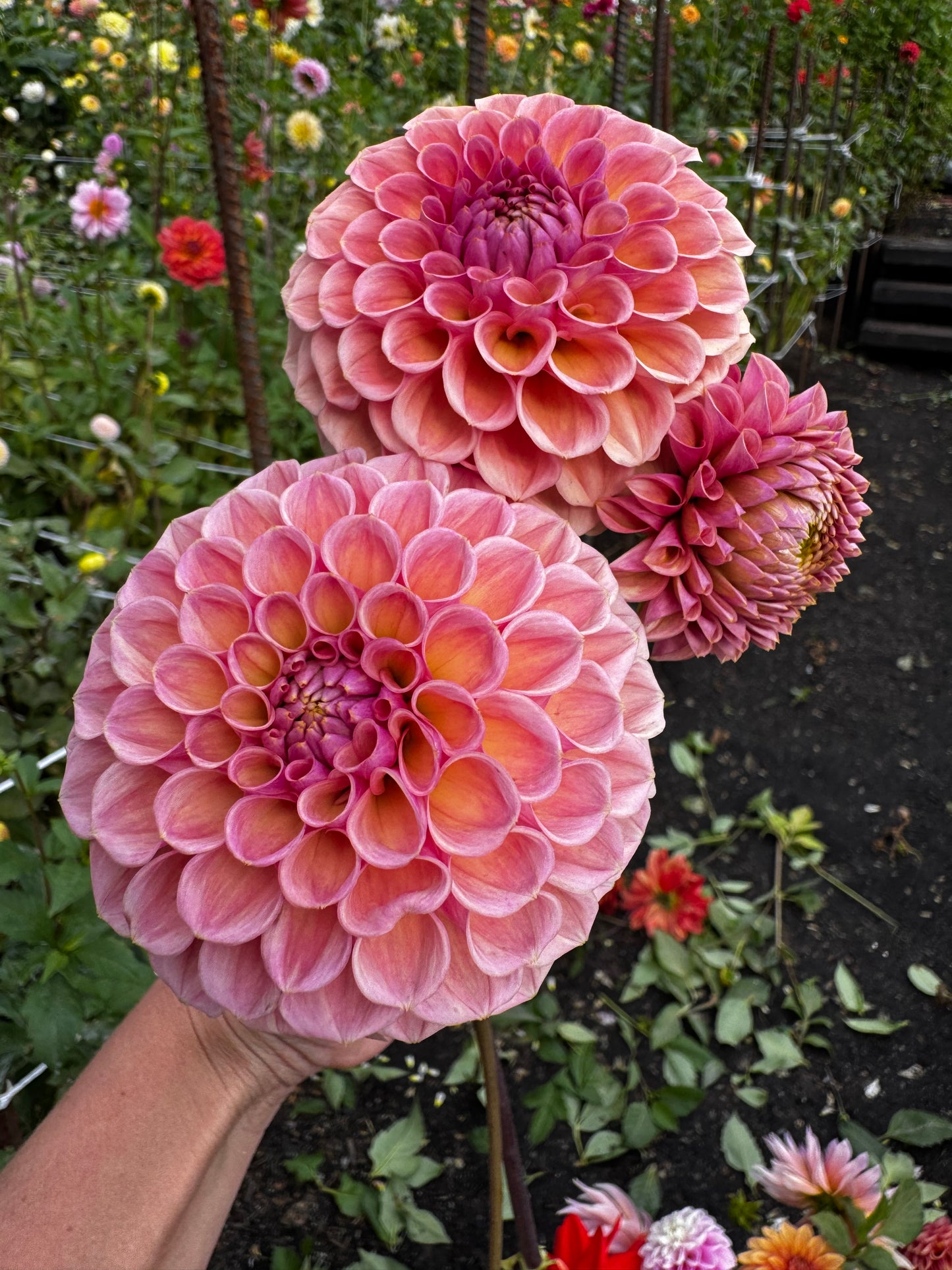 Bracken Rose Dahlia Tuber