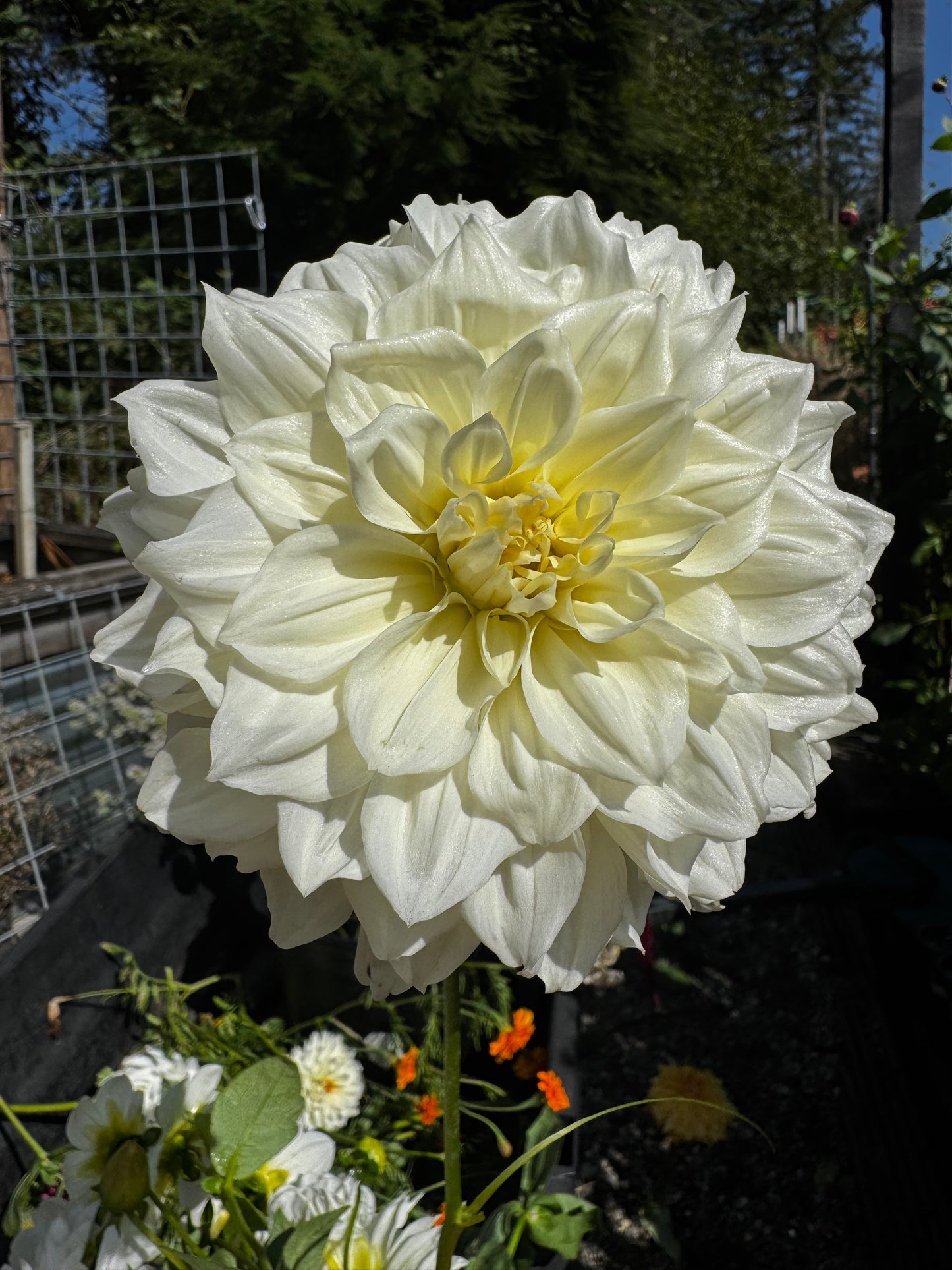 Alabaster Dahlia Tuber