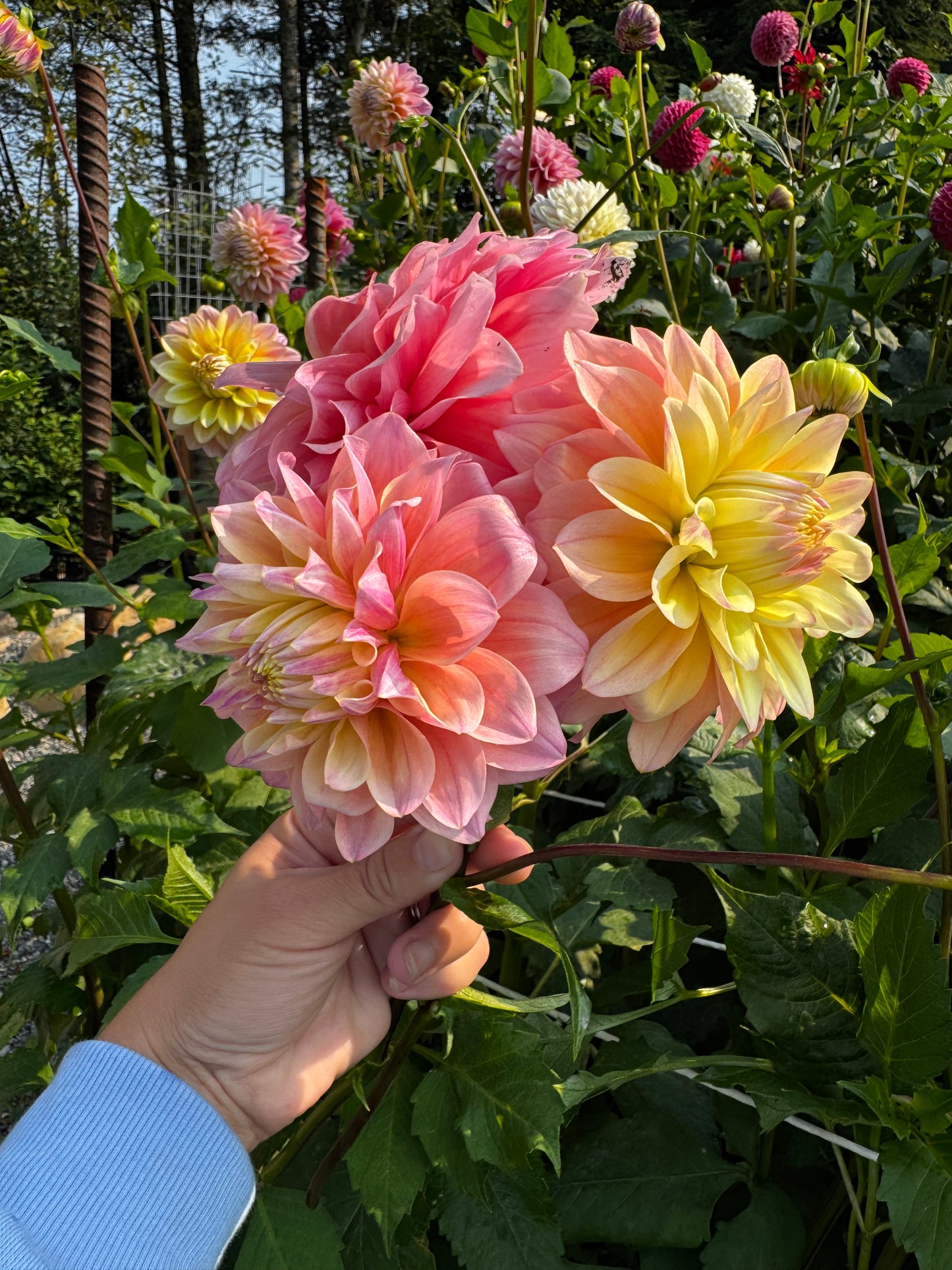 Lee’s Sugaree Dahlia Tuber Limit 1