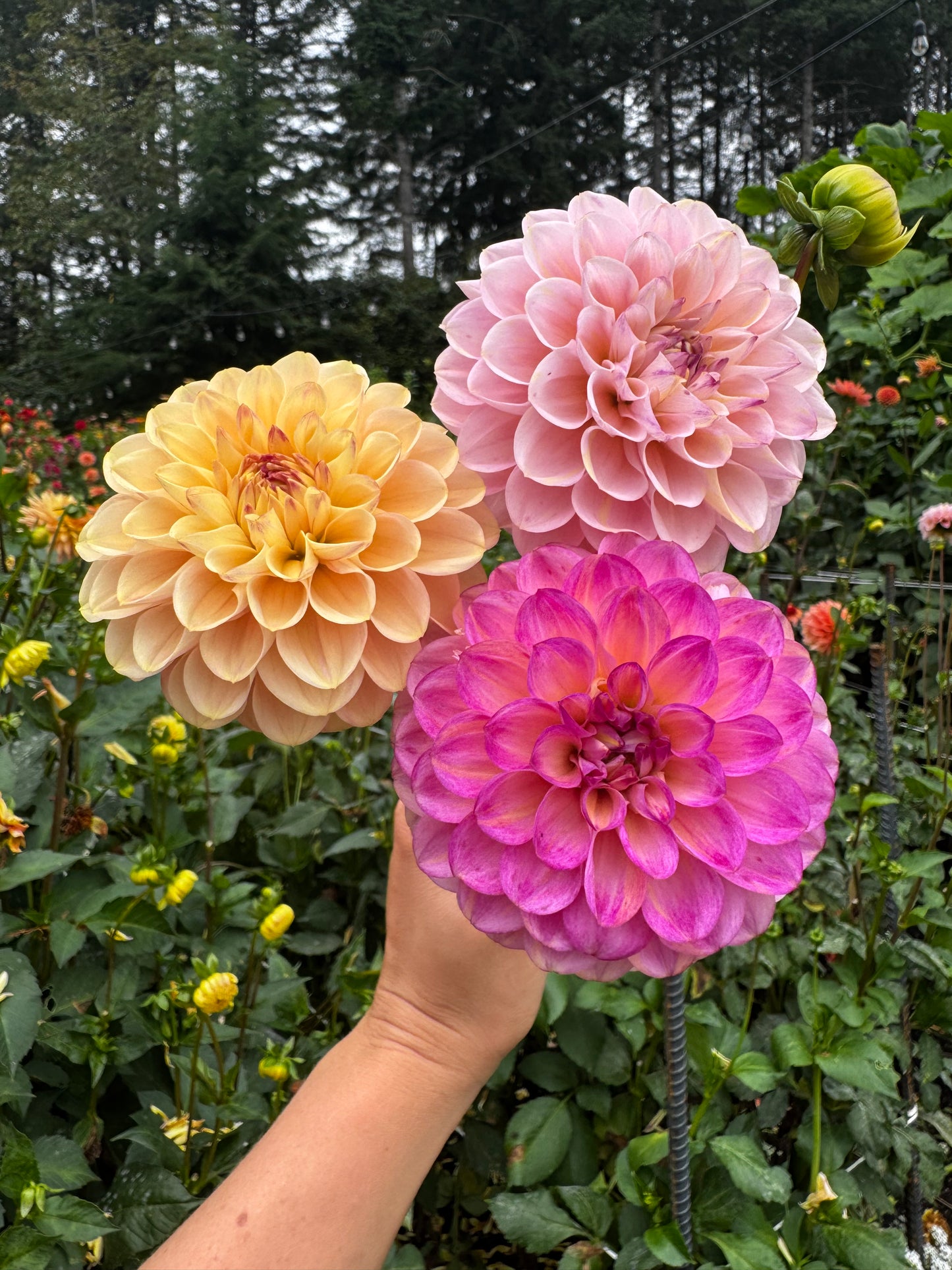 Wine Eyed Jill Dahlia Tuber