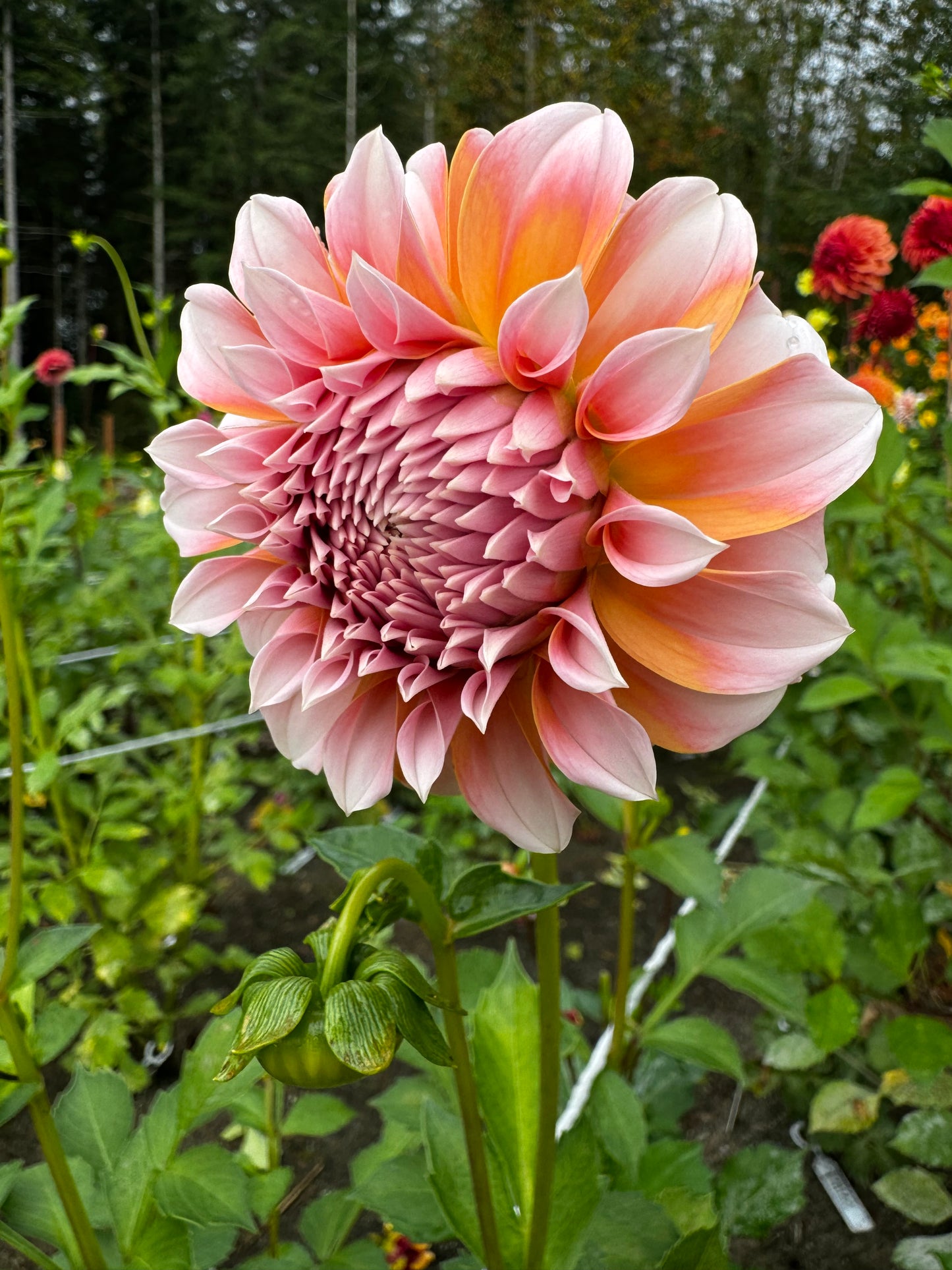 Peaches n’ Cream Dahlia Tuber