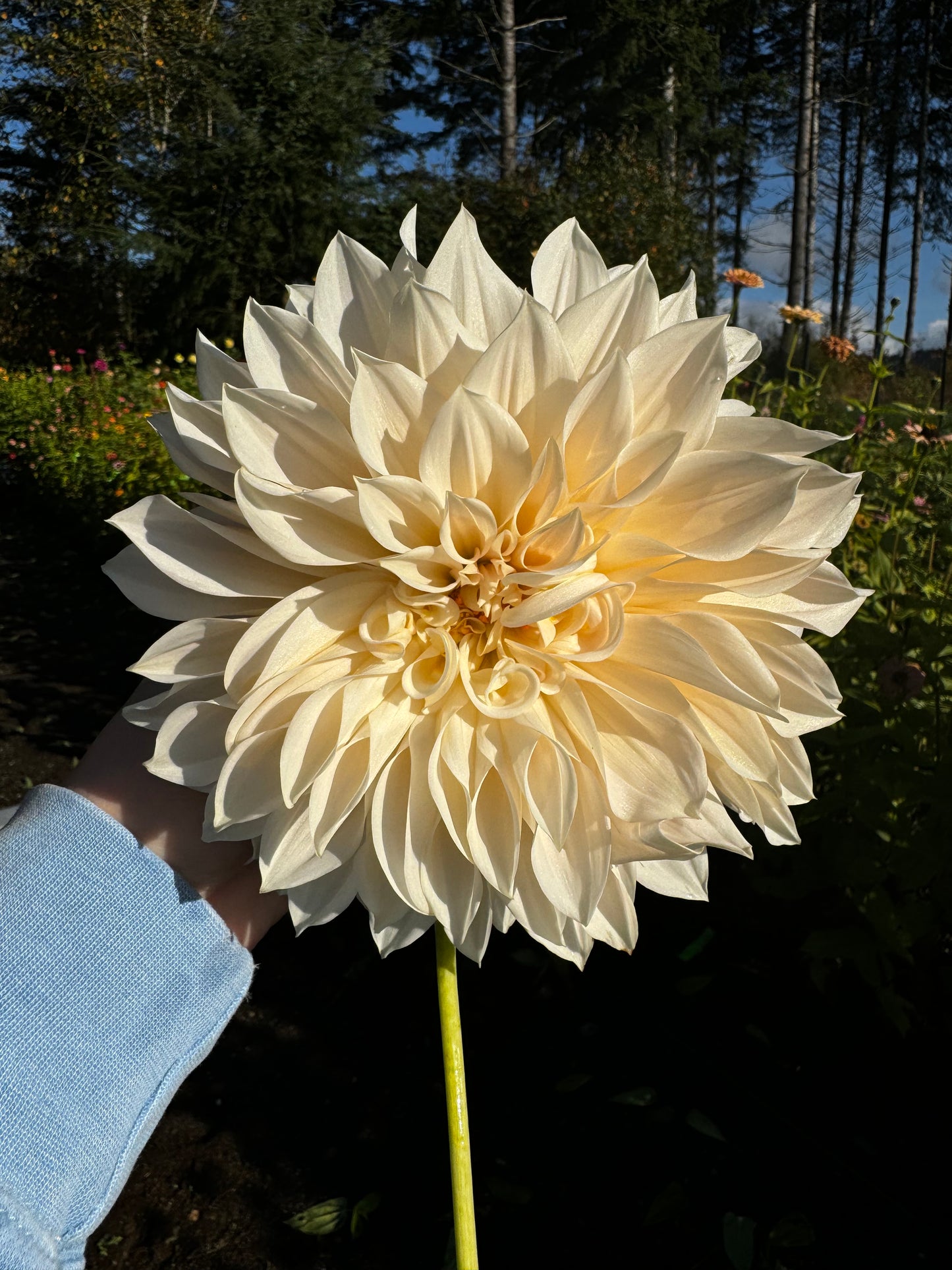 Cafe Au Lait Dahlia Tuber