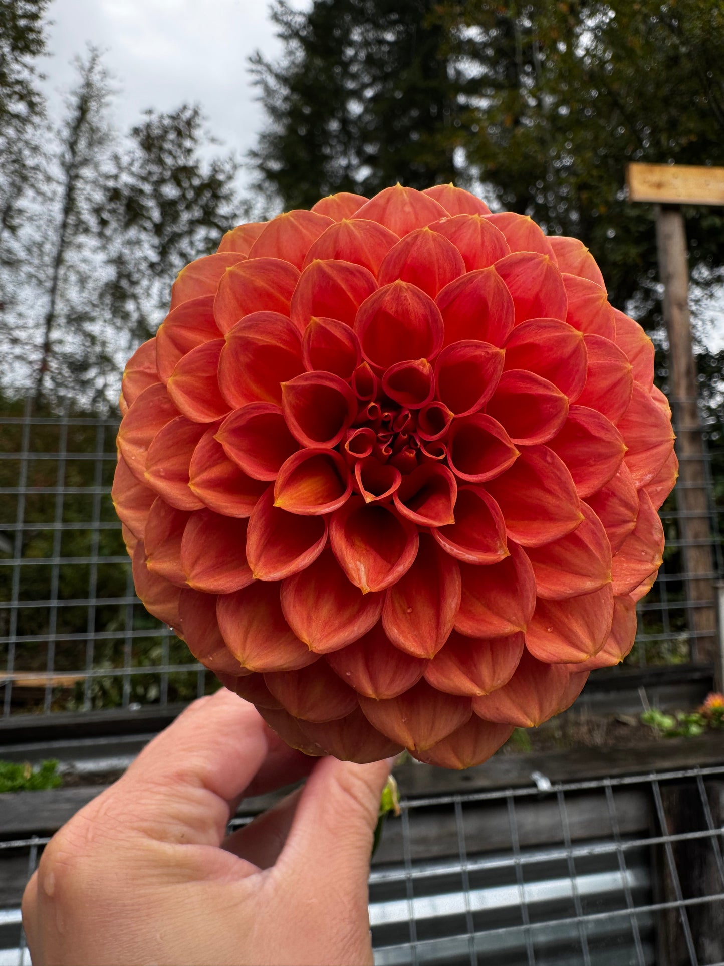 Ferncliff Apricot Dahlia Tuber