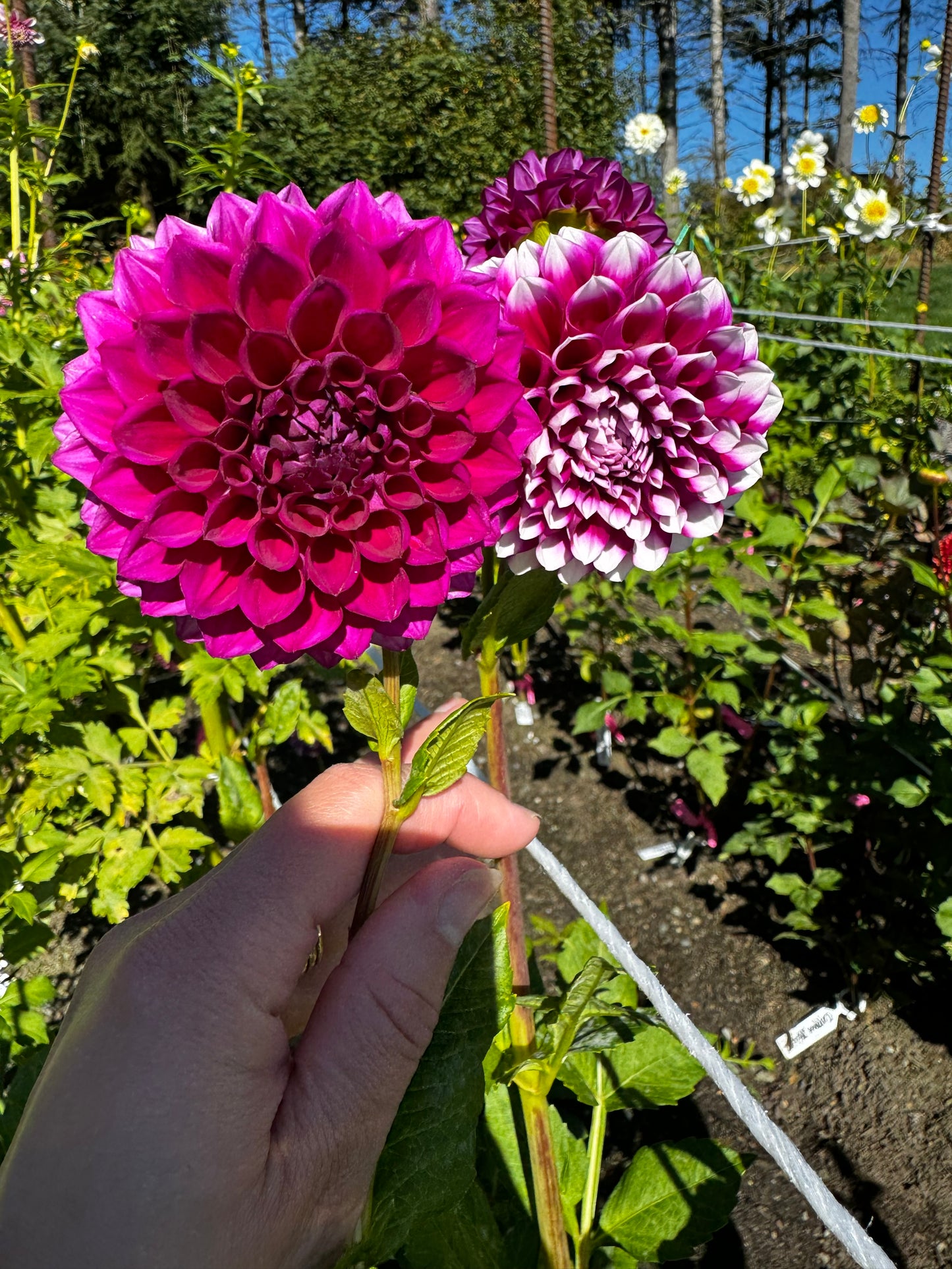 Sharky Dahlia Tuber Small