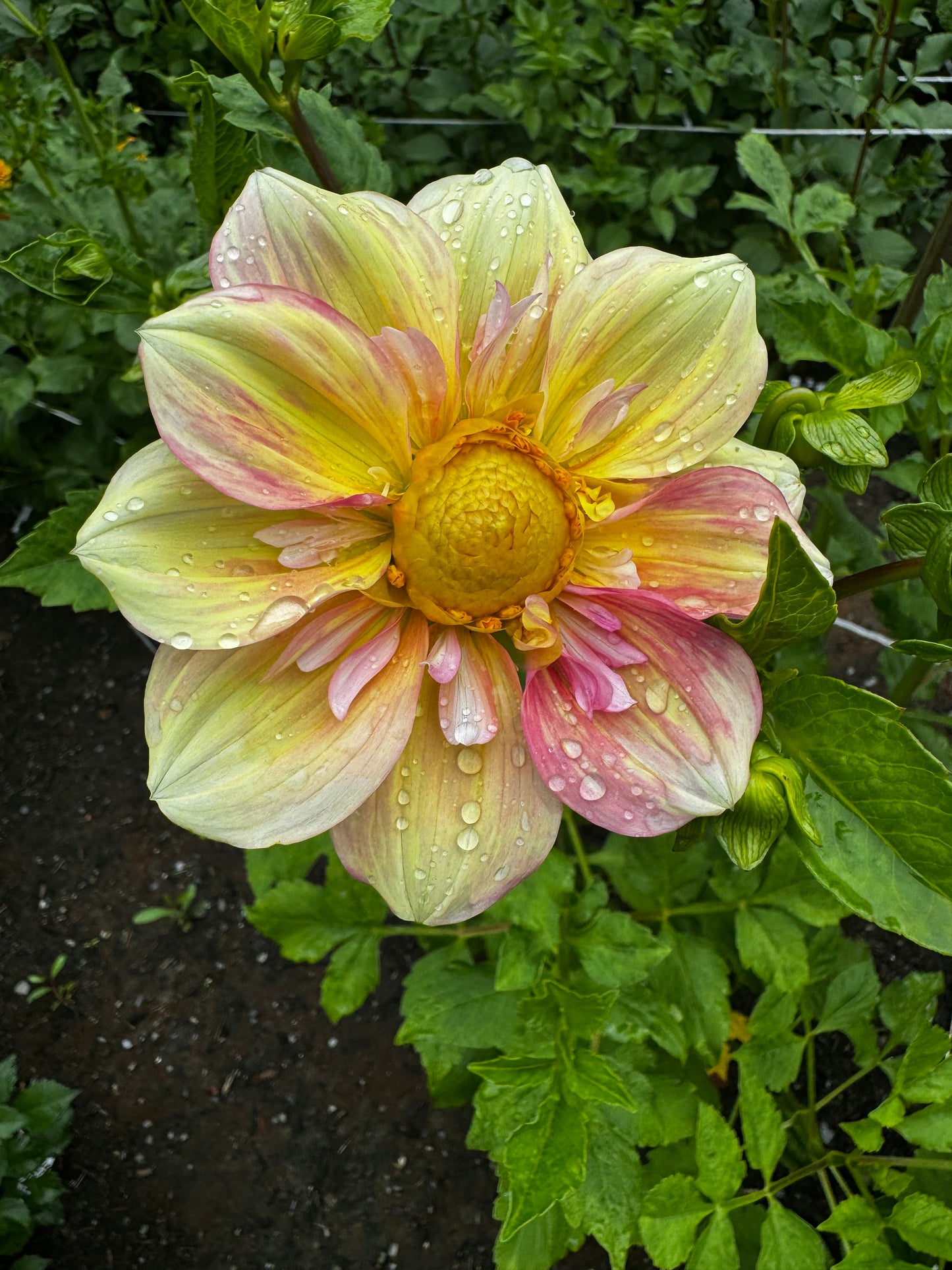 Apple Blossom Dahlia Tuber