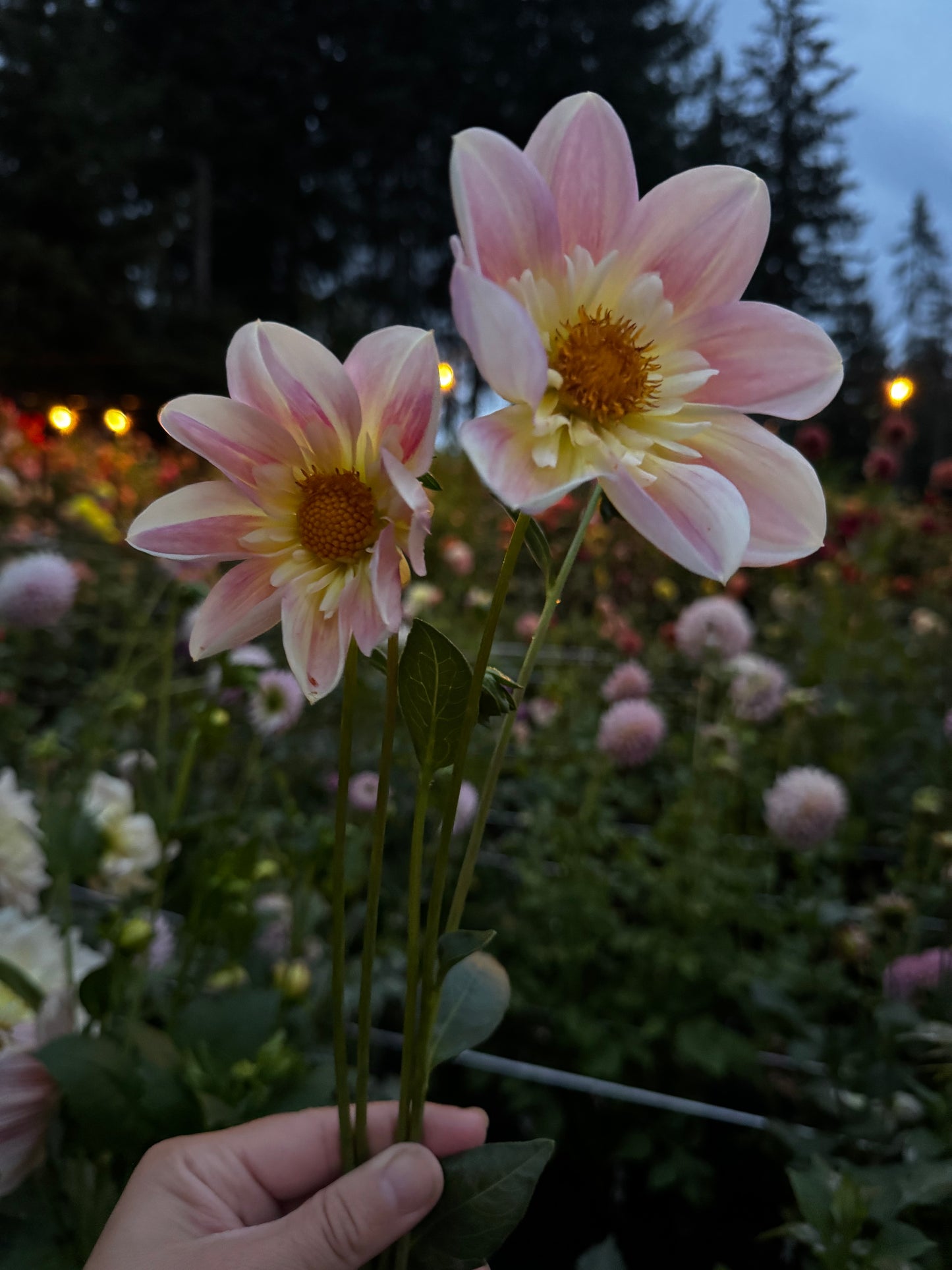 Ferncliff Dolly Dahlia Tuber