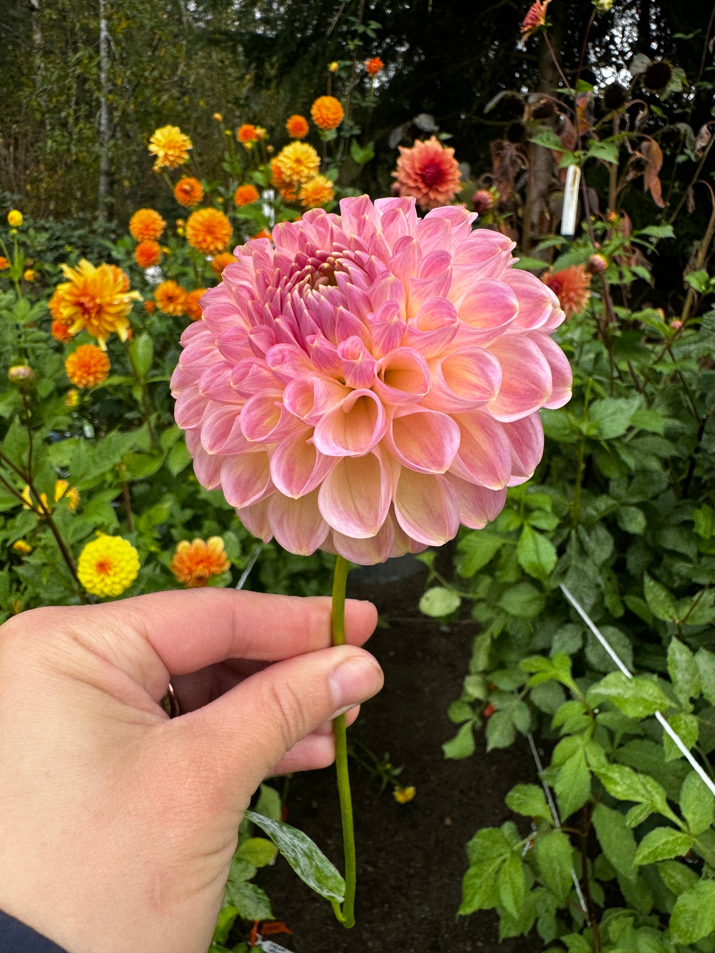 Clearview Peachy Dahlia Tuber