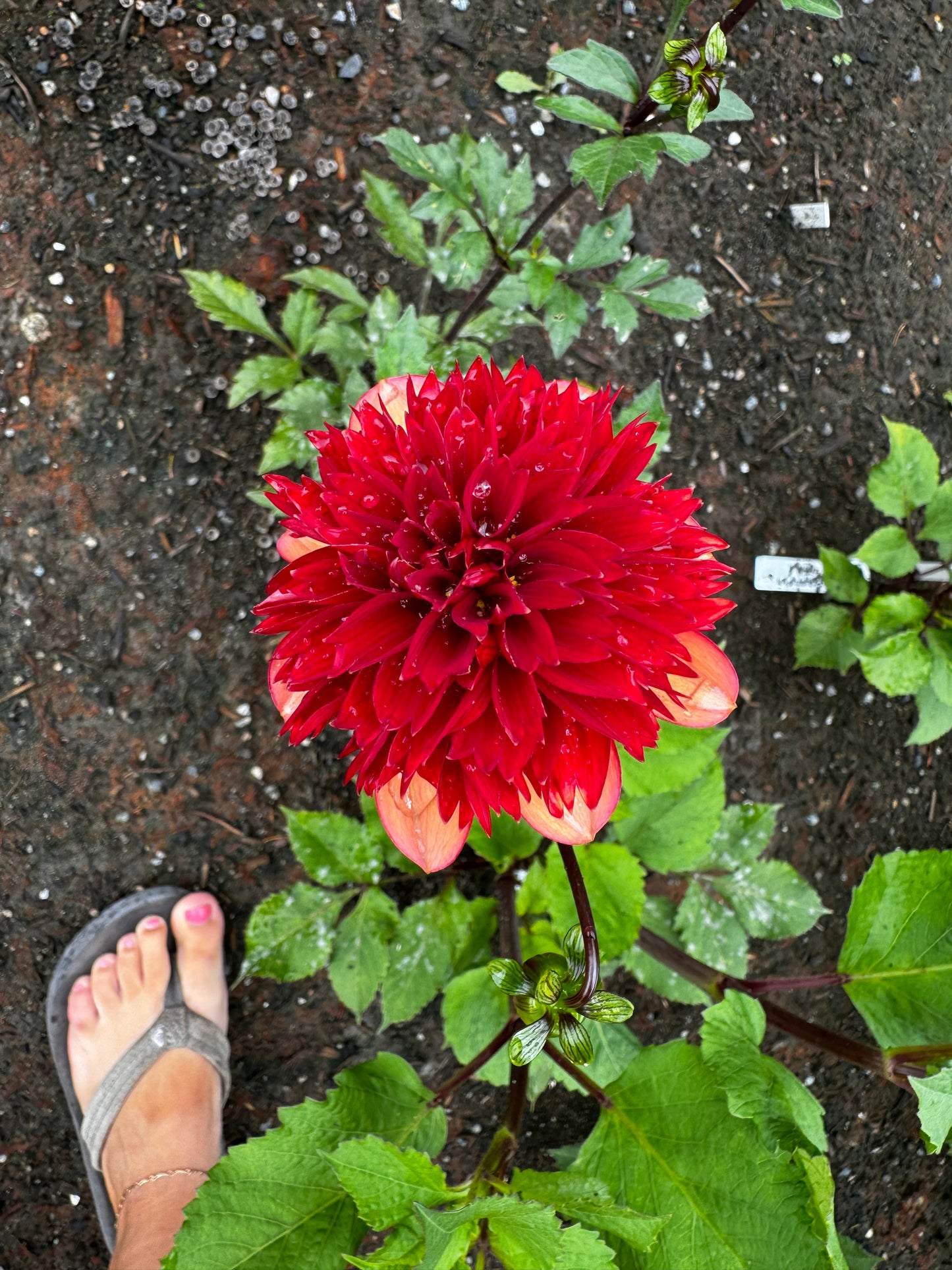 Gitty Up Dahlia Tuber