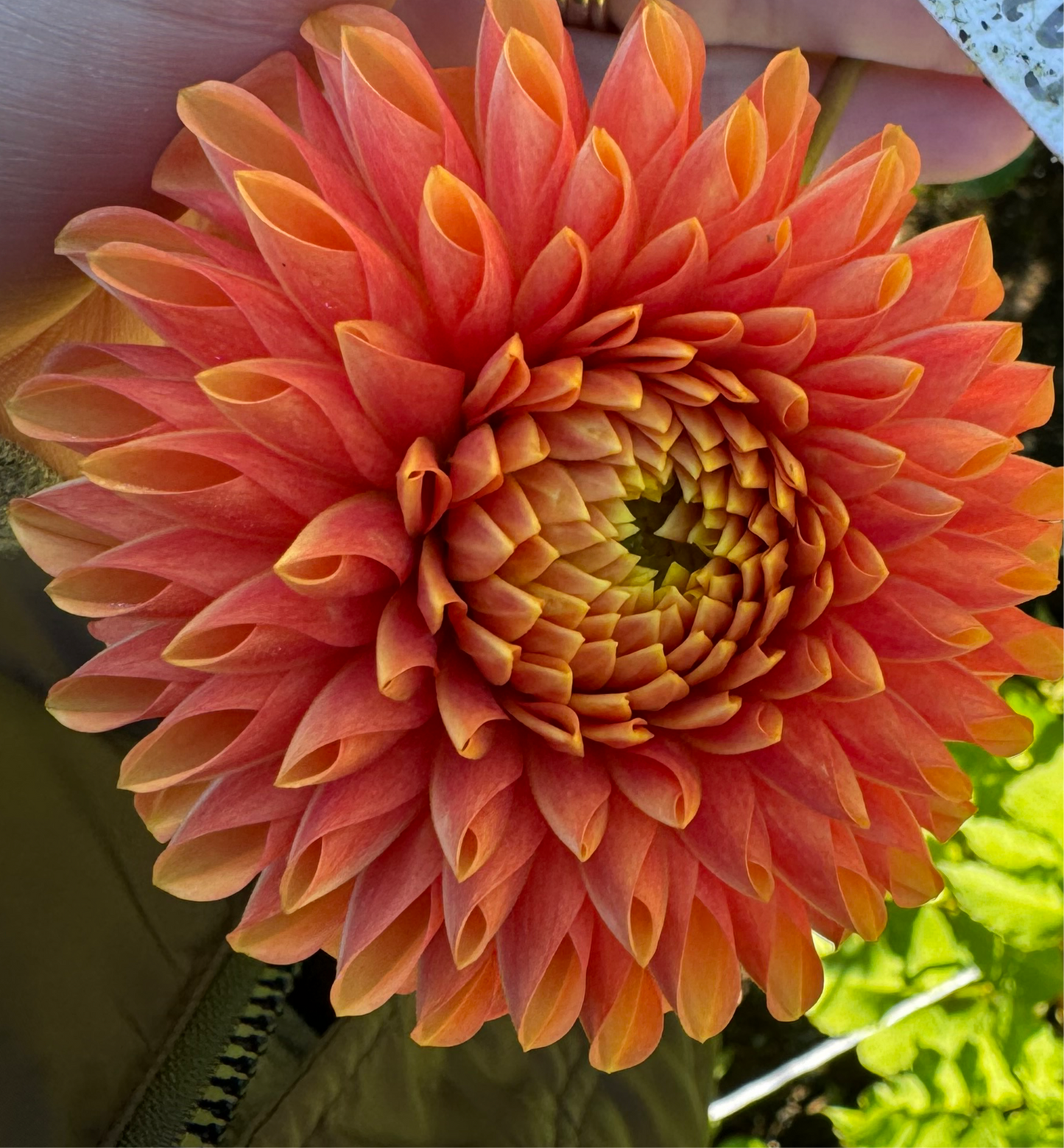 Jowey Linda Dahlia Tuber