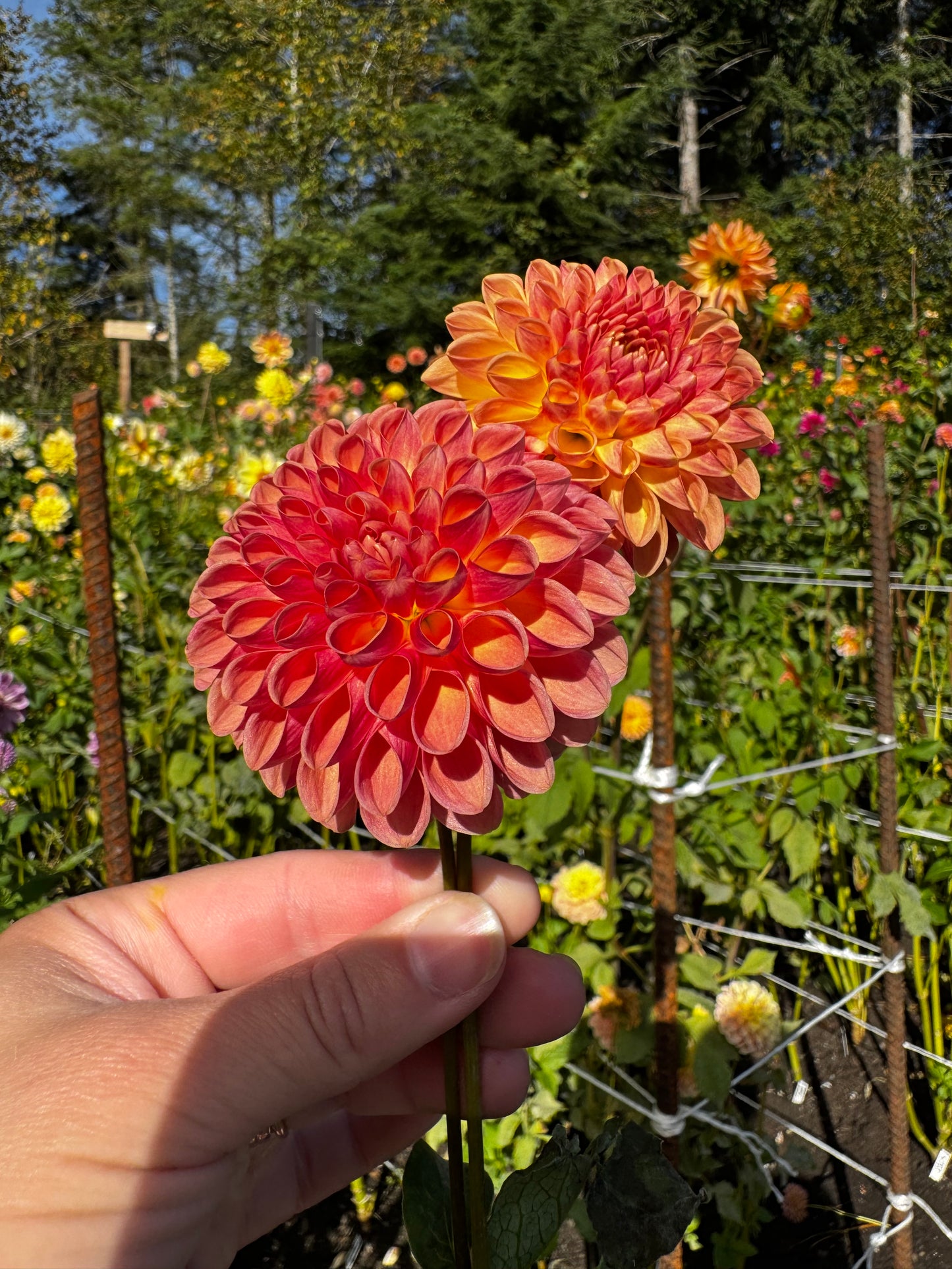 Cameo Peach Dahlia Tuber