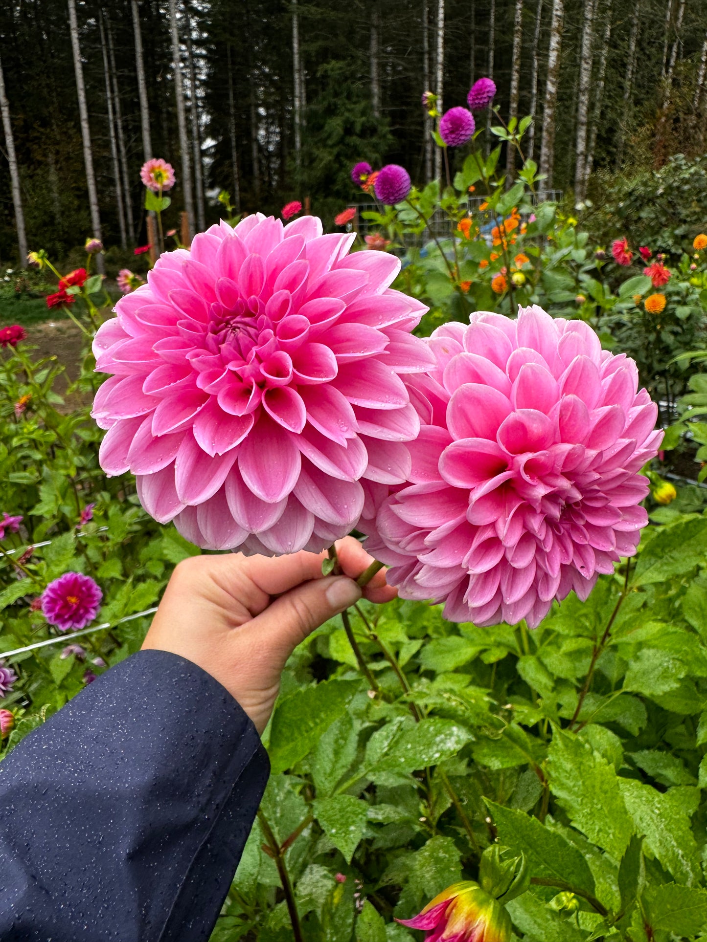 Pink Sylvia Dahlia Tuber