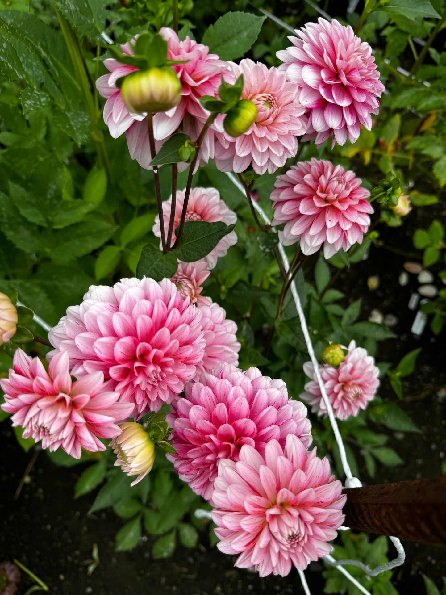 Strawberry Cream Dahlia Tuber