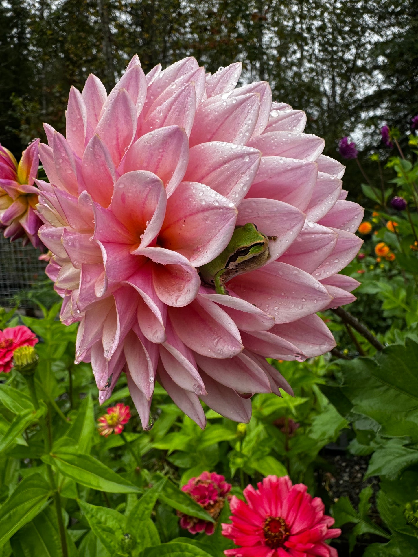 Coralie Dahlia Tuber