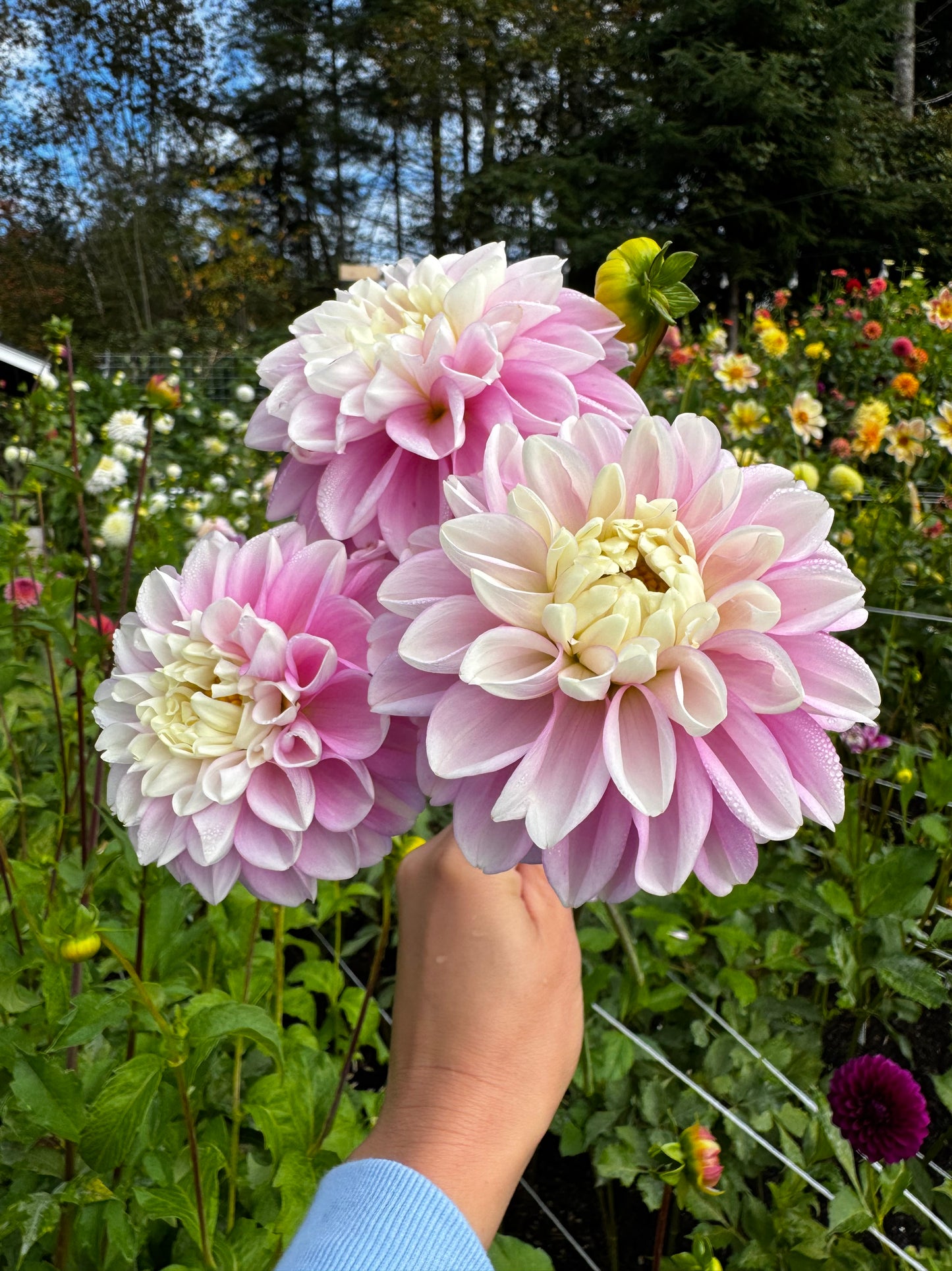 Fluffles Dahlia Tube-missed picture day