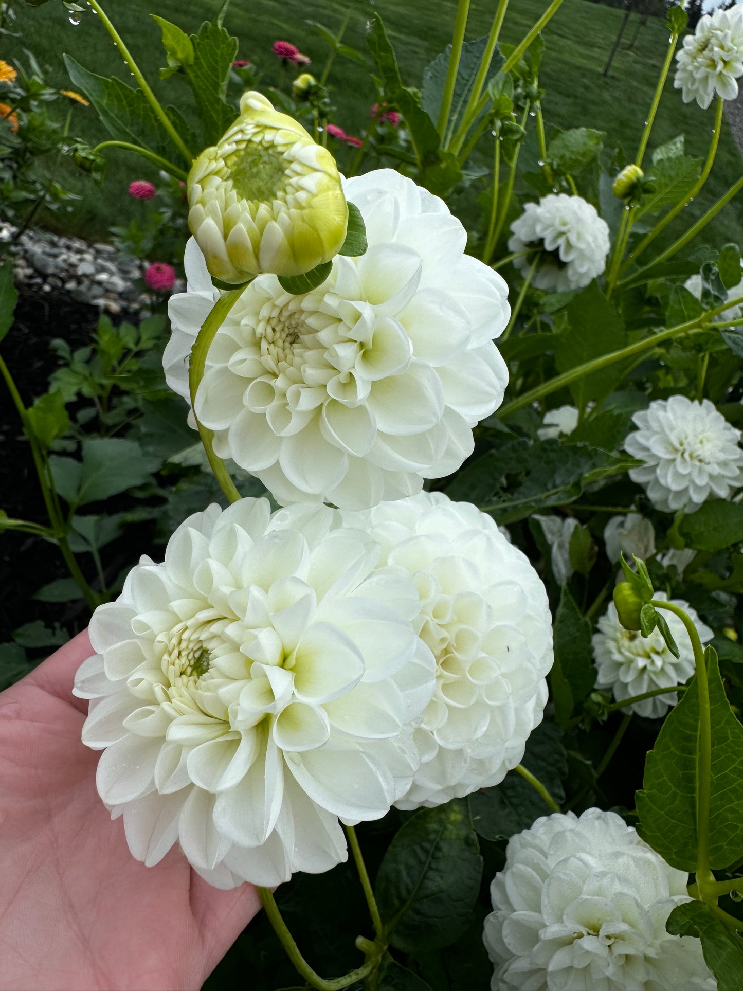 Boom Boom White Dahlia Tuber