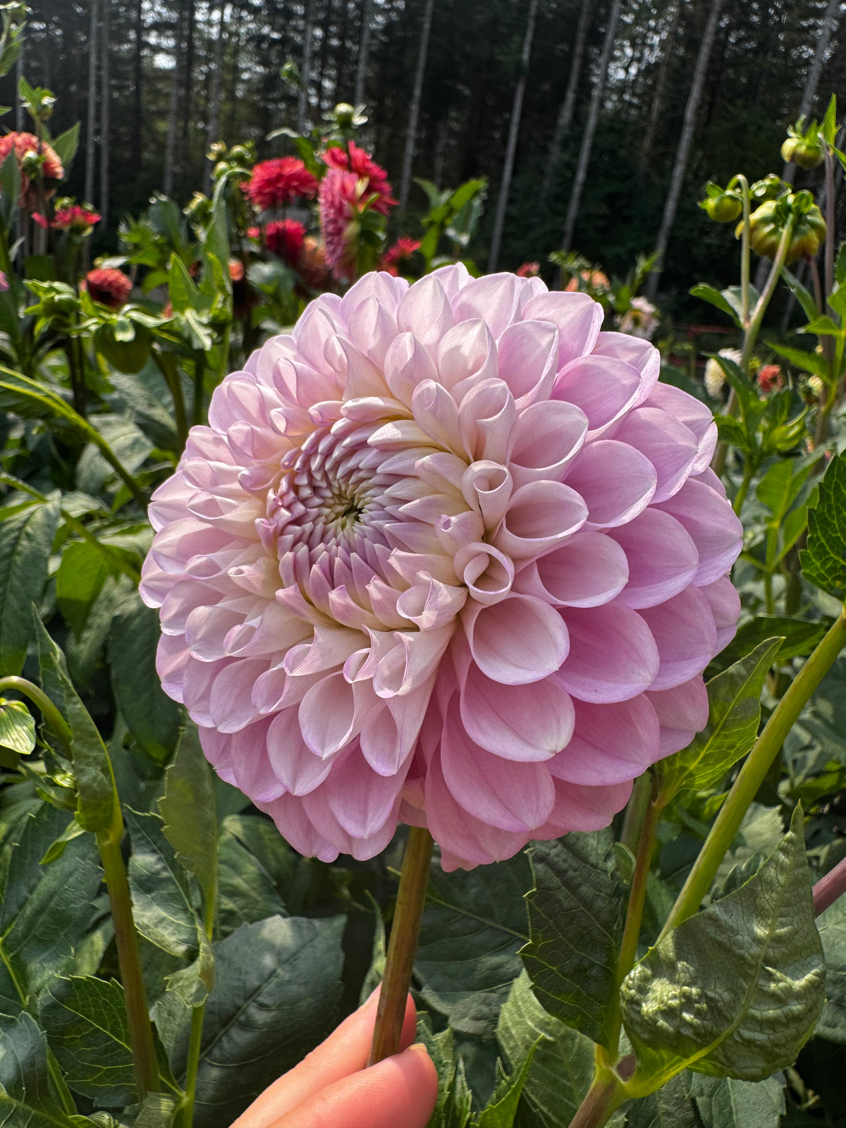 20th Ave Old Major dahlia tuber