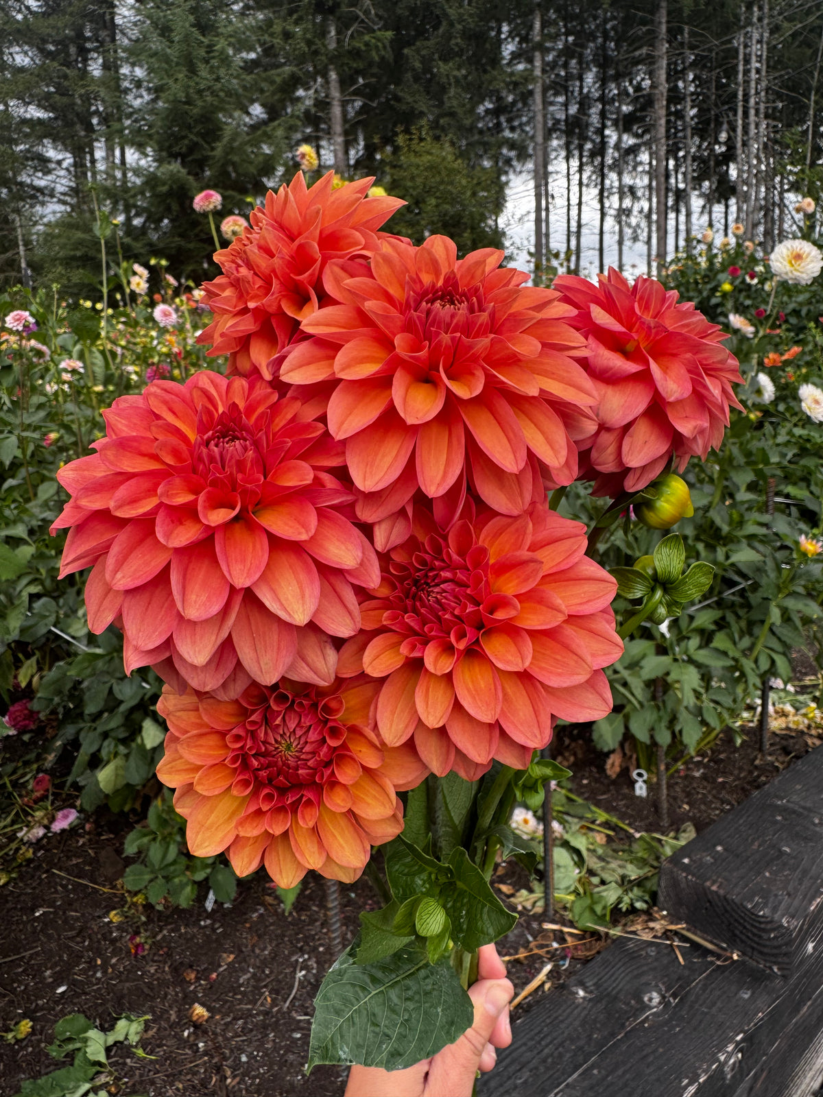Bloomquist Curt dahlia tuber