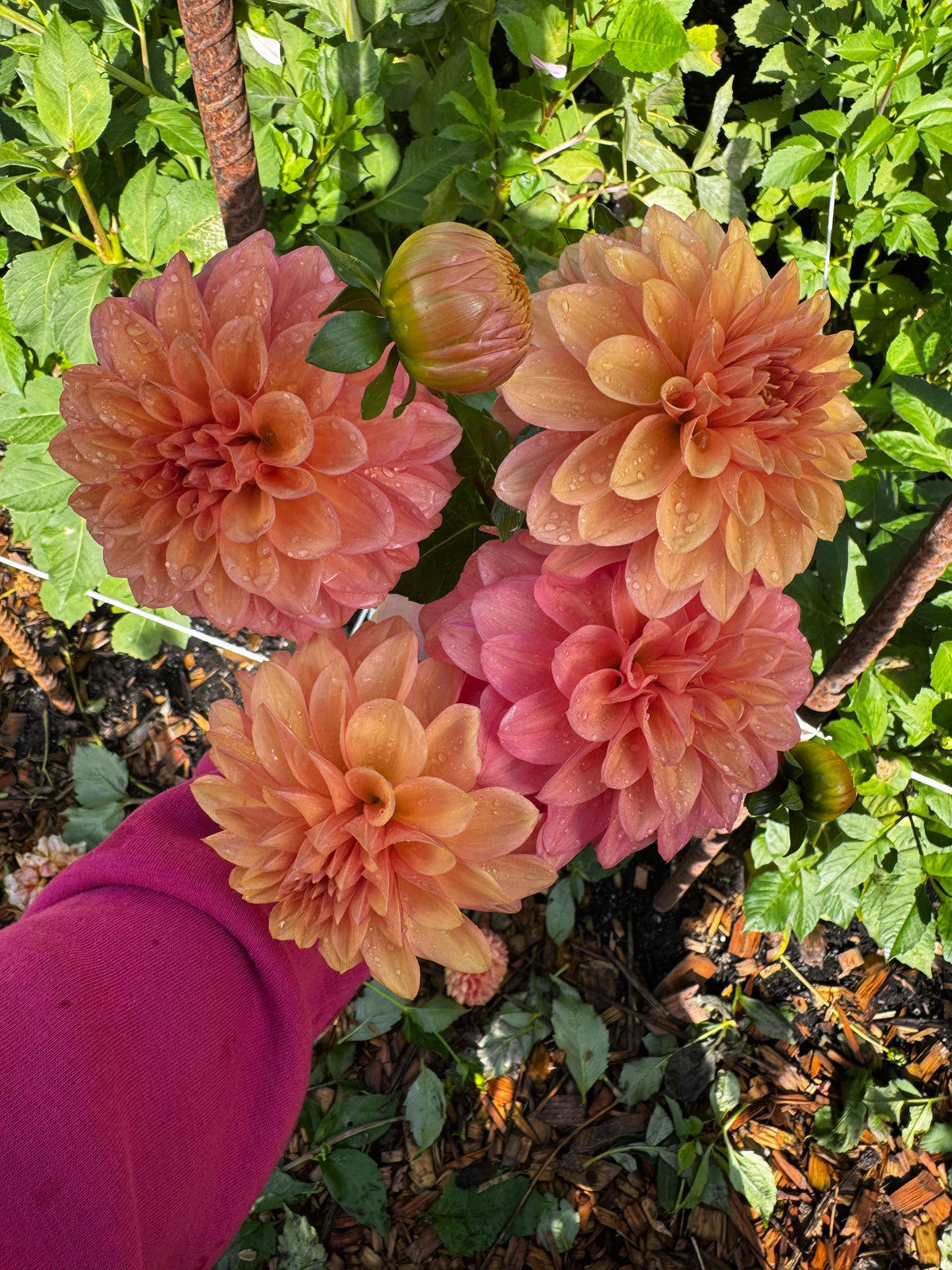 Bloomquist Philly dahlia tuber