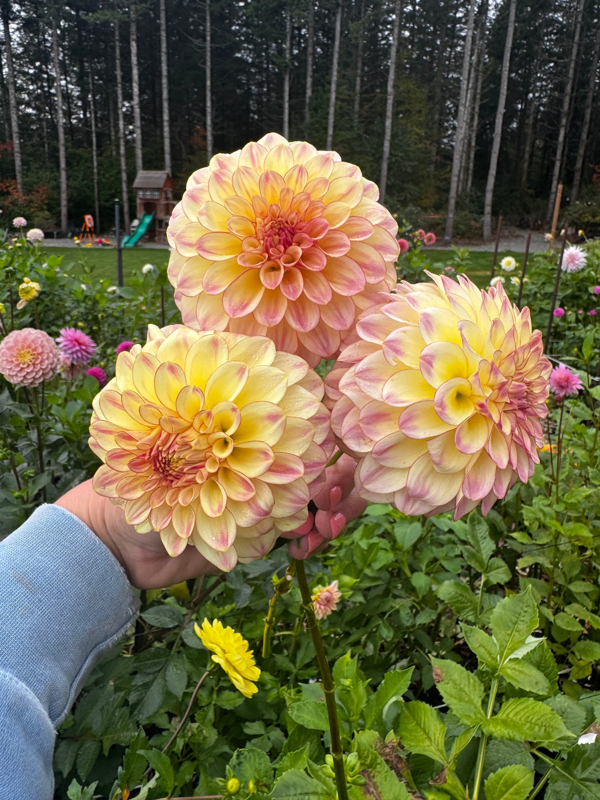 Alpen Sundown dahlia tuber