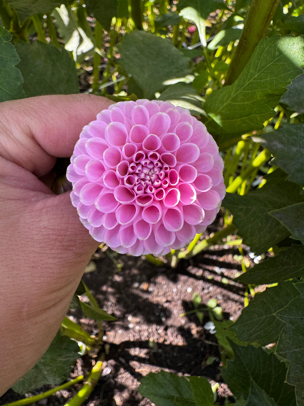 Betty Anne dahlia tuber