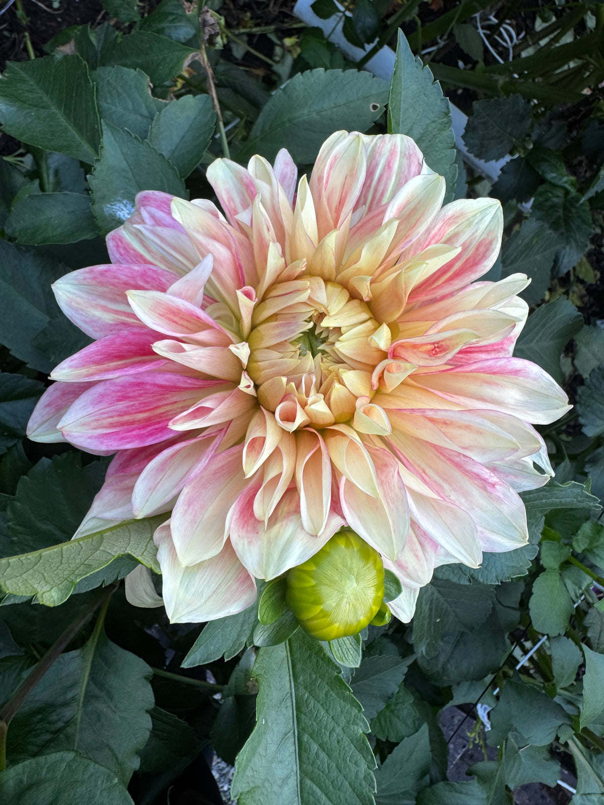 AC Chelan dahlia tuber