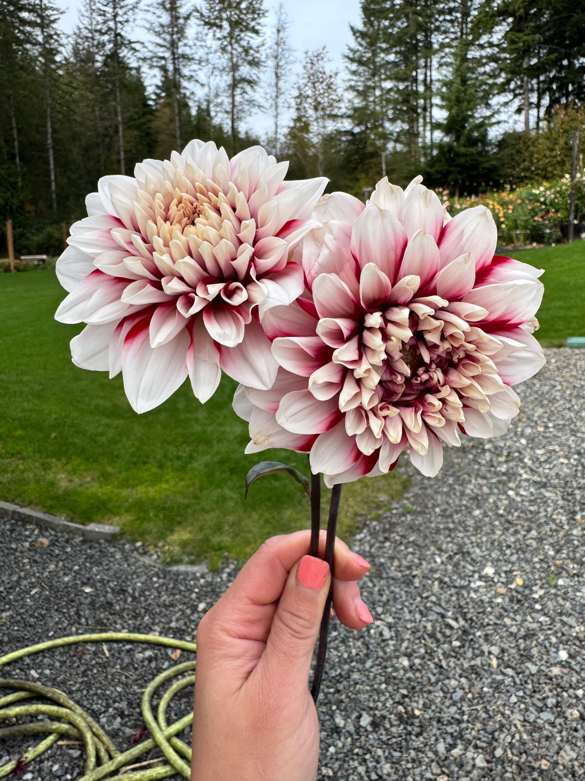AC Hwy 61 Dahlia Tuber