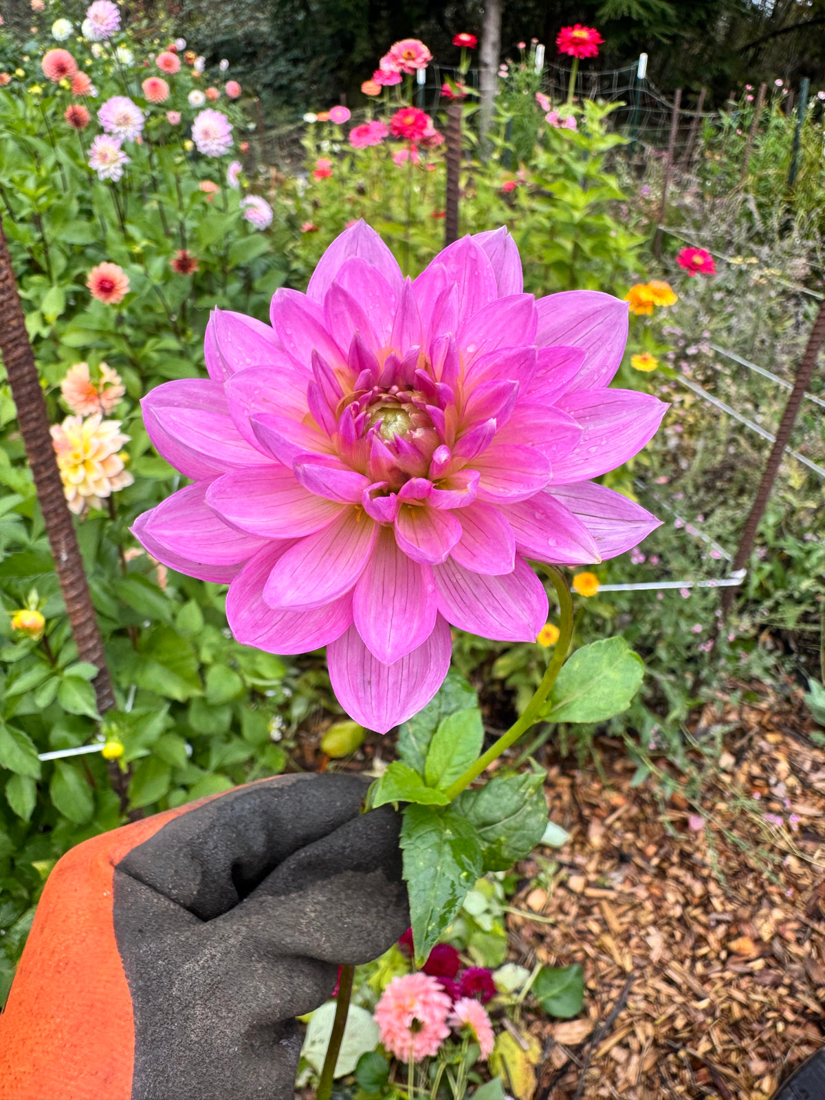 Bowser Ann B dahlia tuber