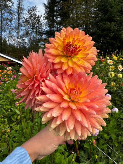 Bear Creek Sunrise Dahlia Tuber